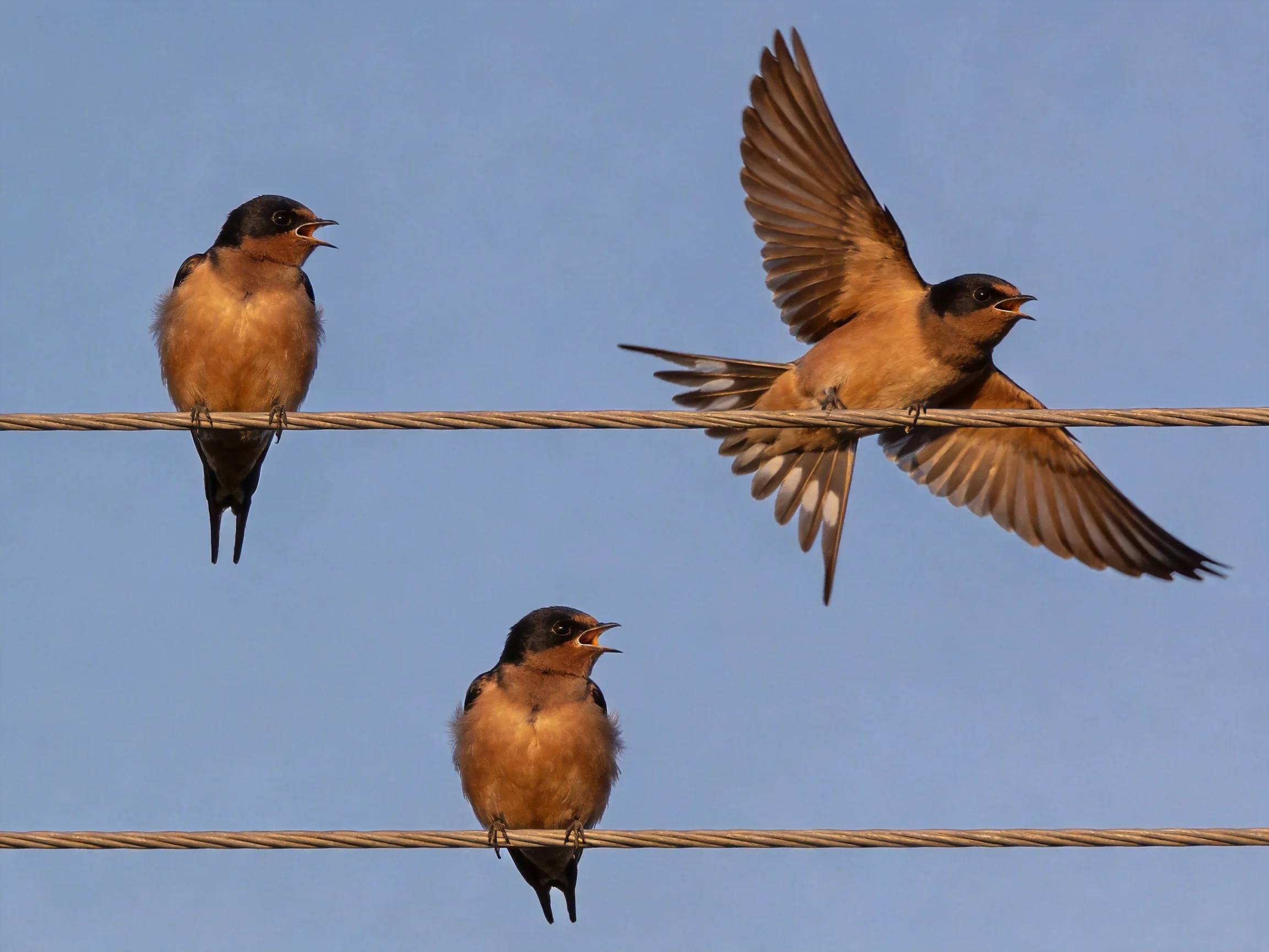 Three brown and black swallows rest and fly near electrical wires.
