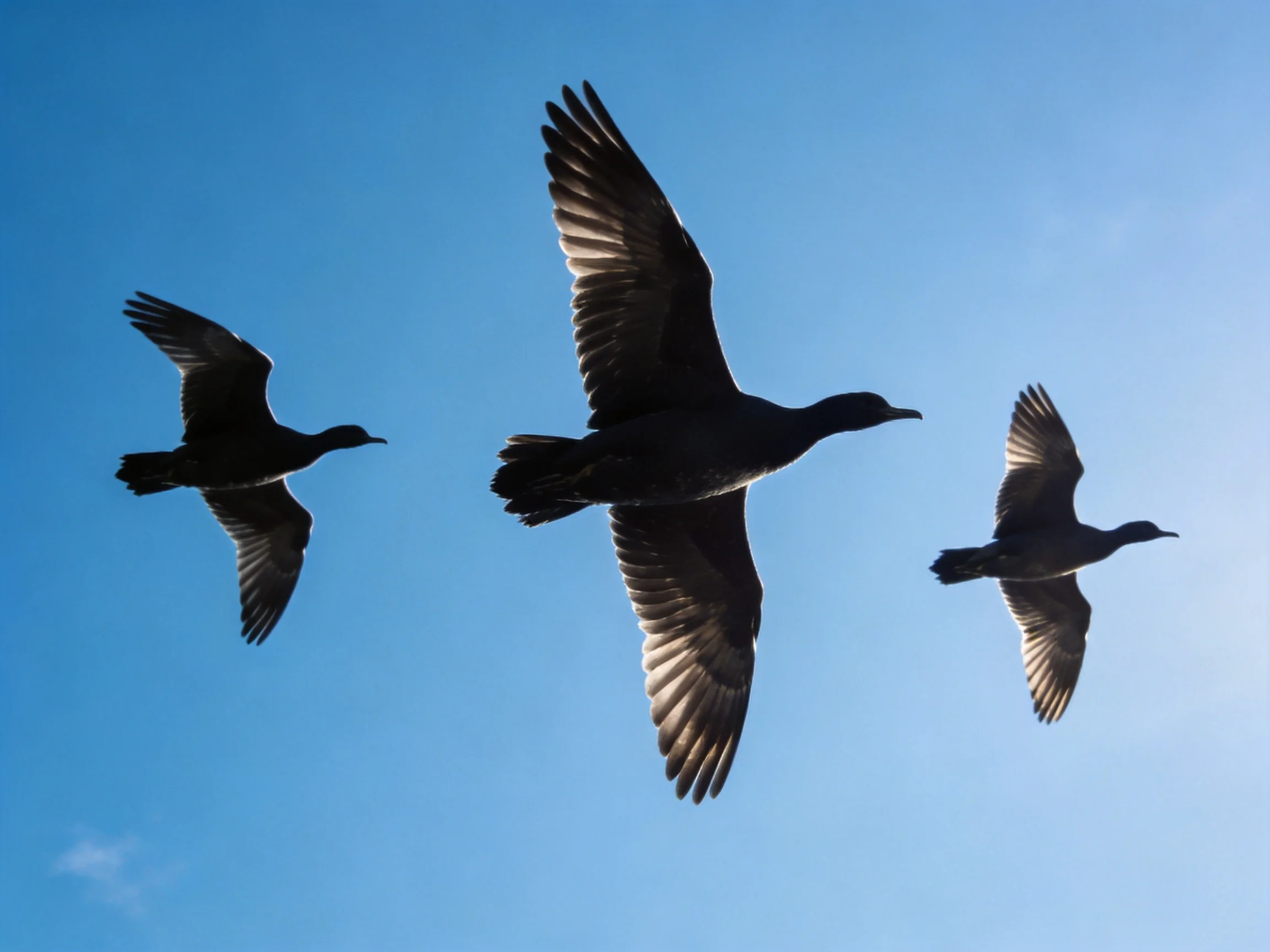 Three dark silhouetted birds soar in clear blue sky