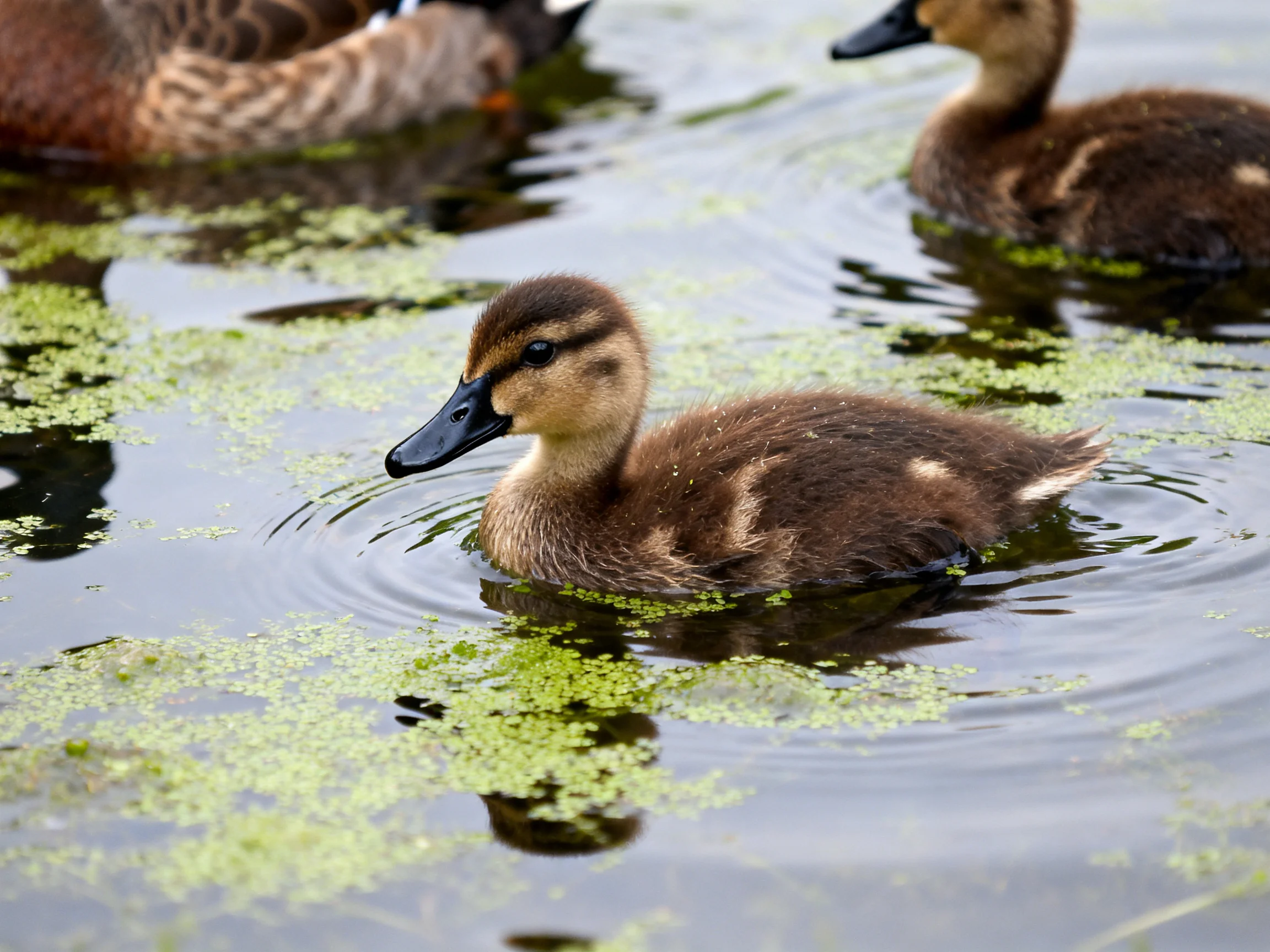 Three ducklings swim among green aquatic plants in calm water