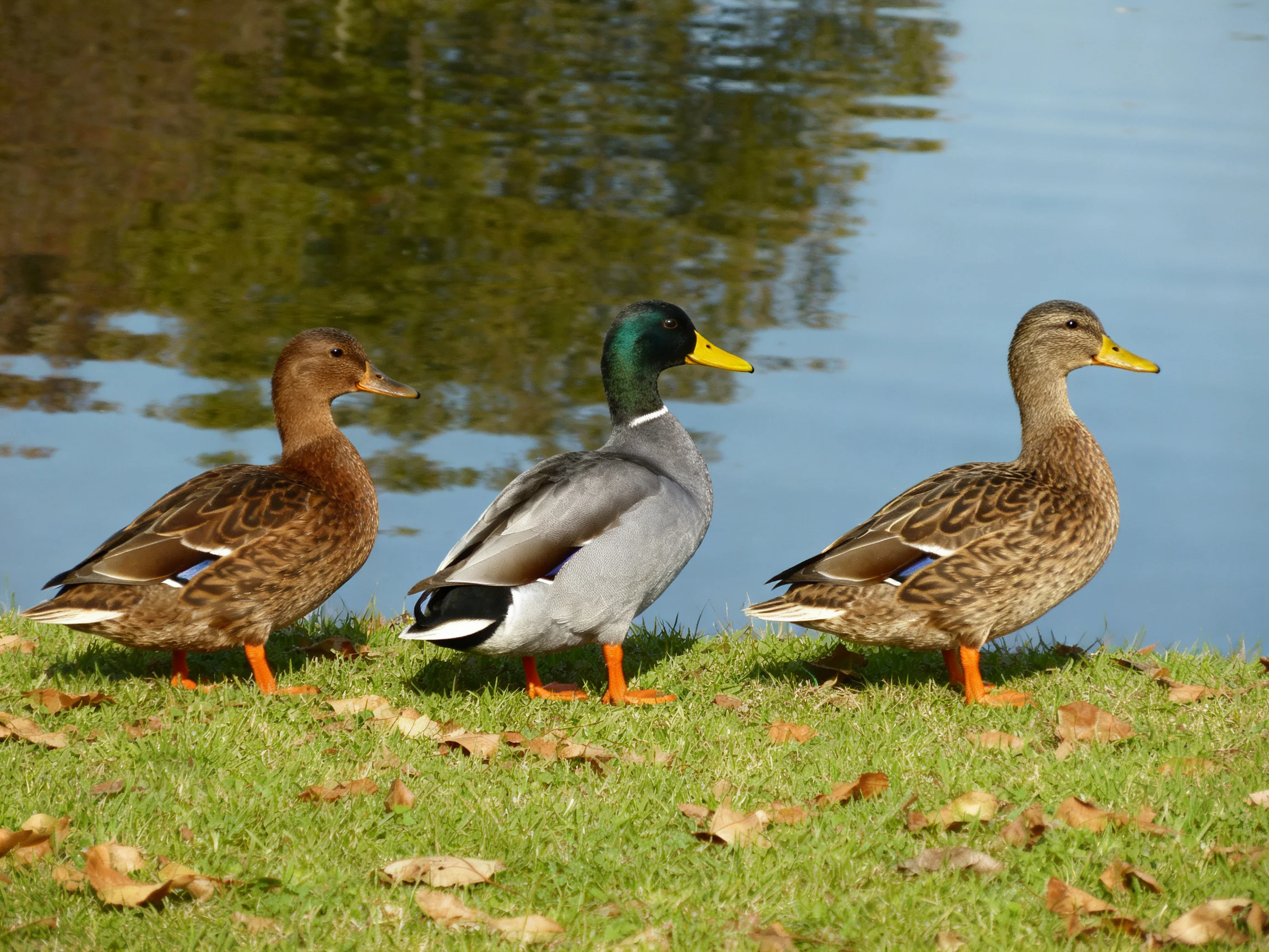 Three ducks in brown, gray, brown by a calm blue pond
