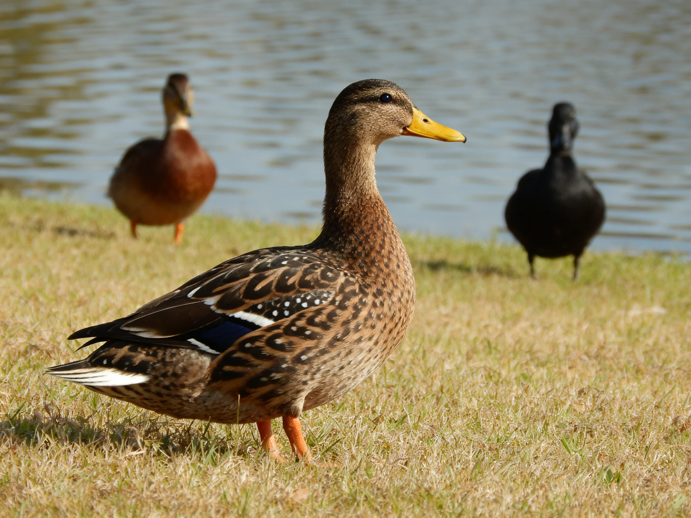 Three ducks near a calm water body with diverse feather patterns