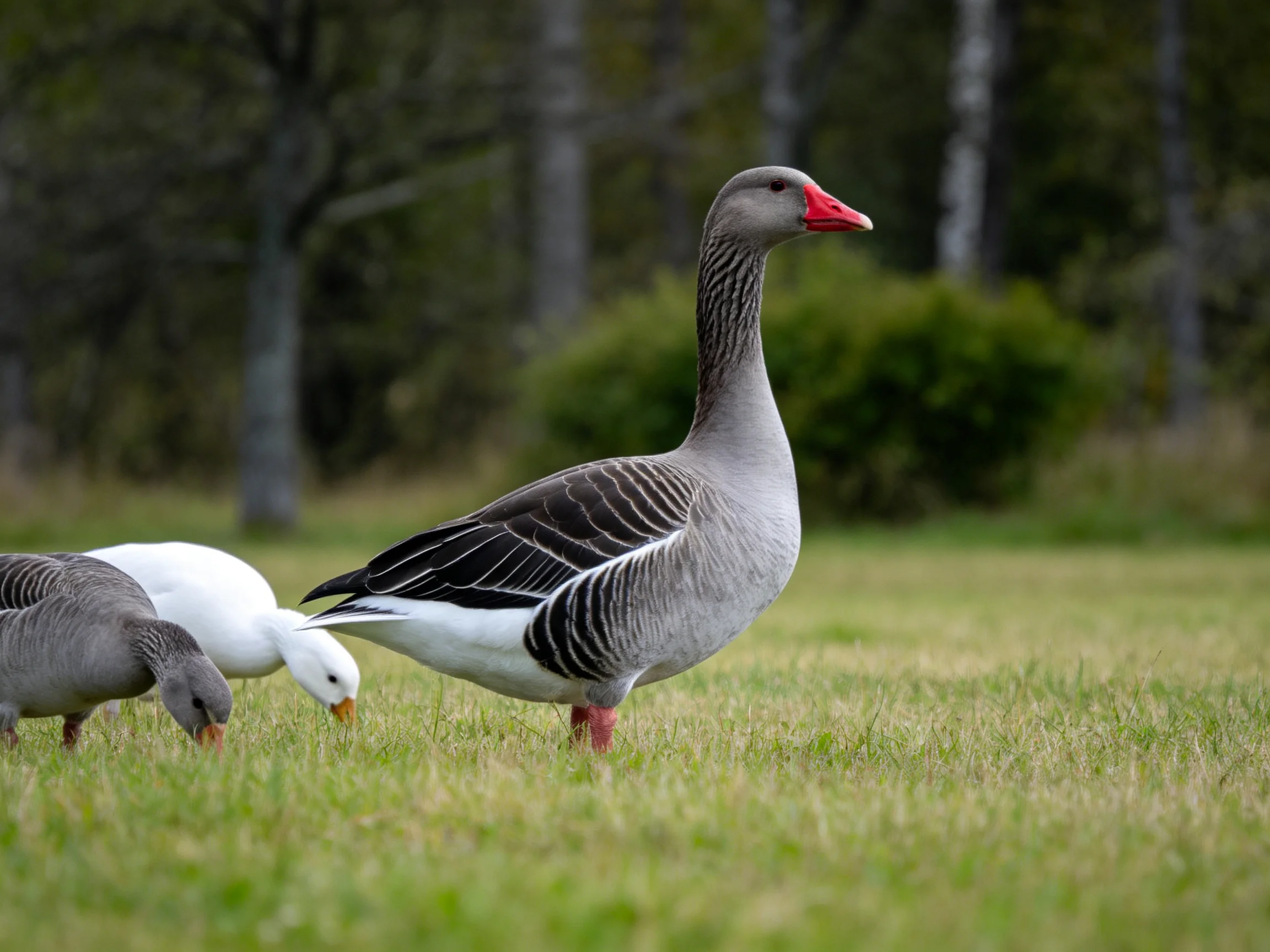 Three geese grazing in a grassy field with trees in the distance