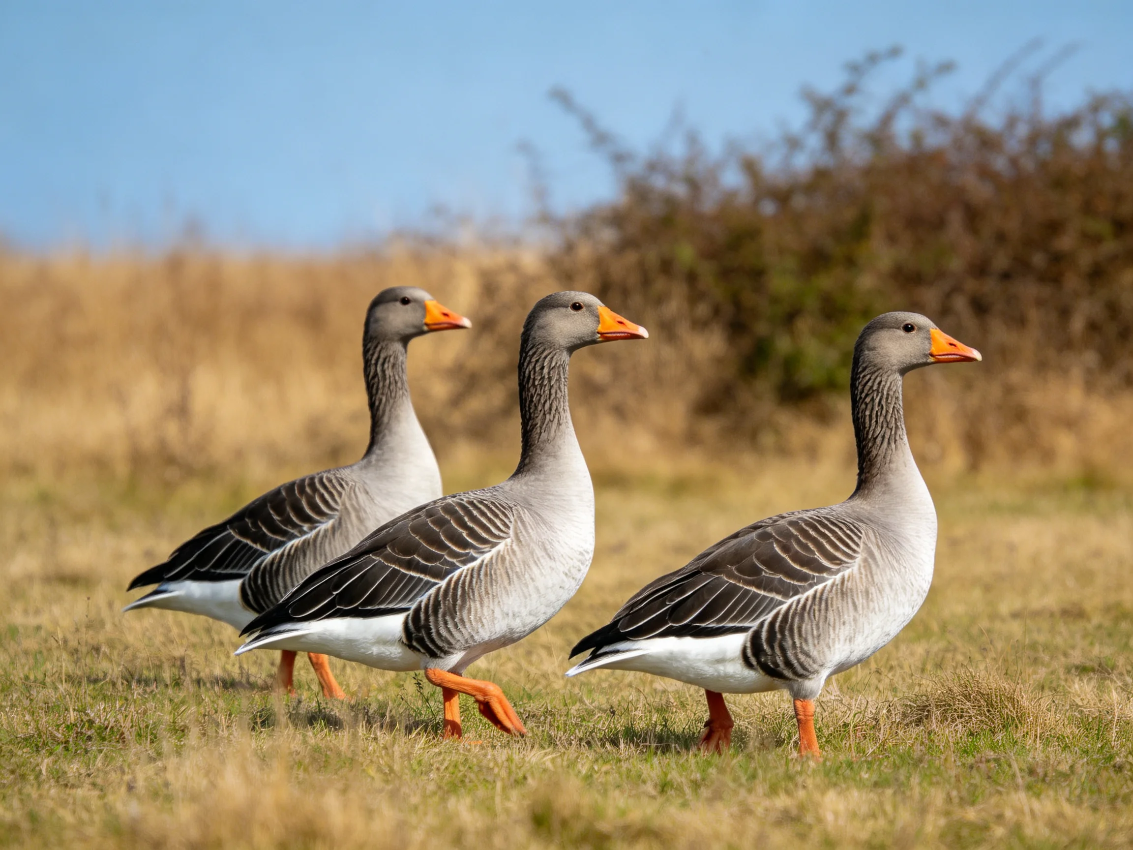 Three gray geese with orange beaks walk through a golden field