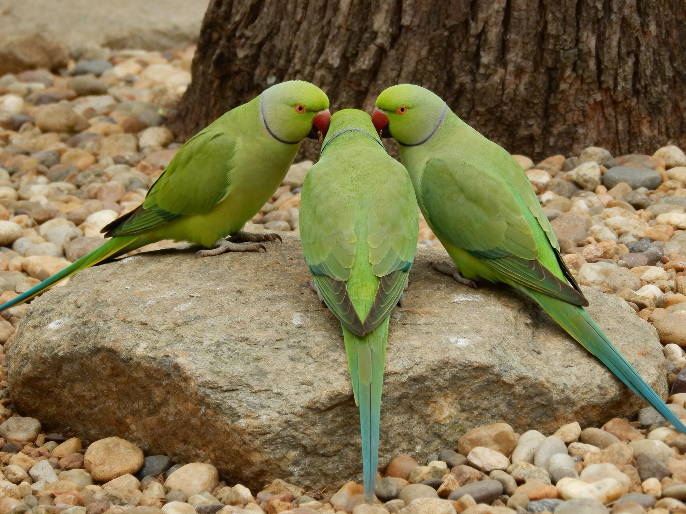 Three green parrots interact on a rock near a tree trunk