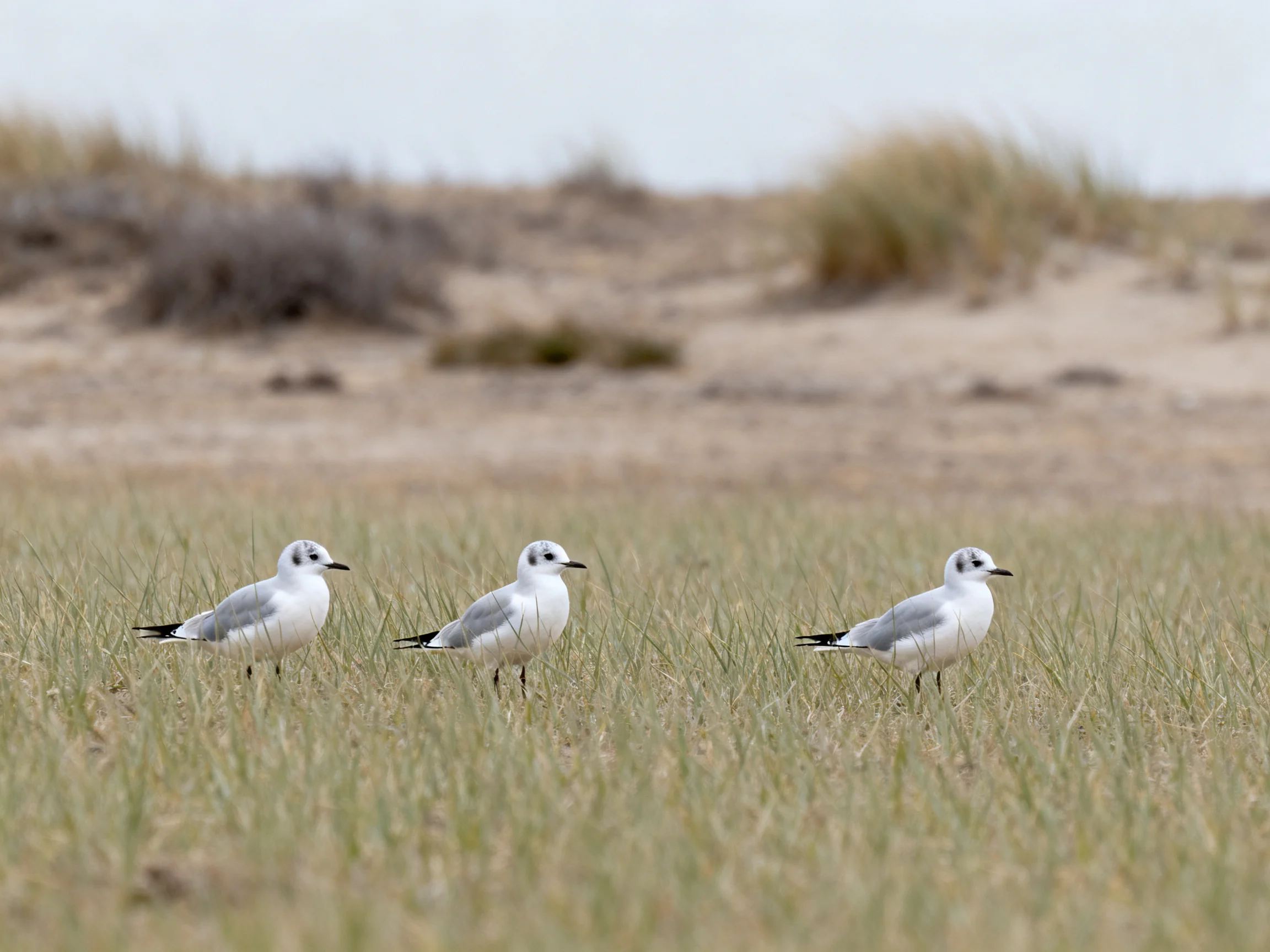Three seabirds with white and gray plumage in a grassy coastal area