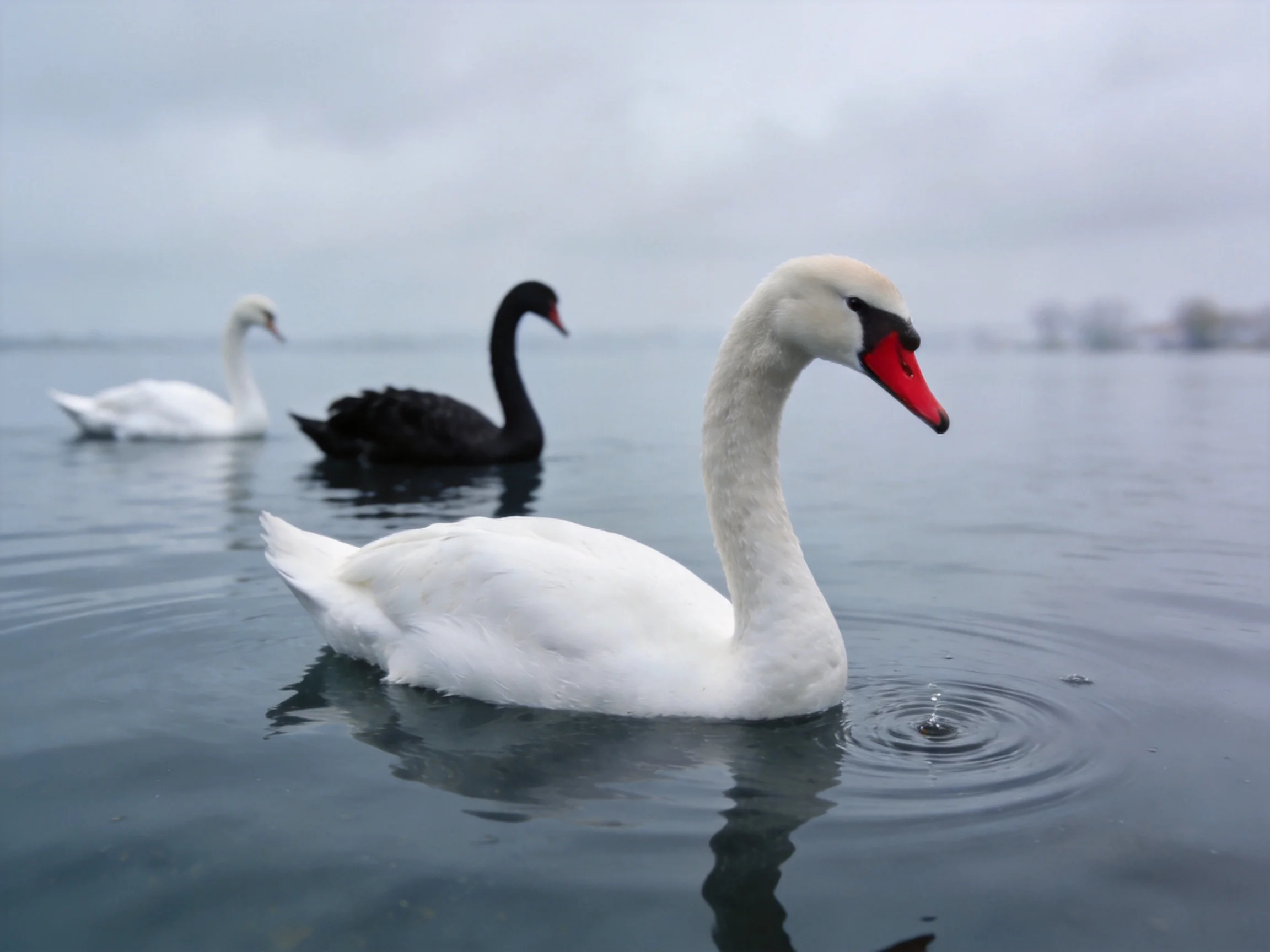 Three swans glide on calm water; two white, one black.