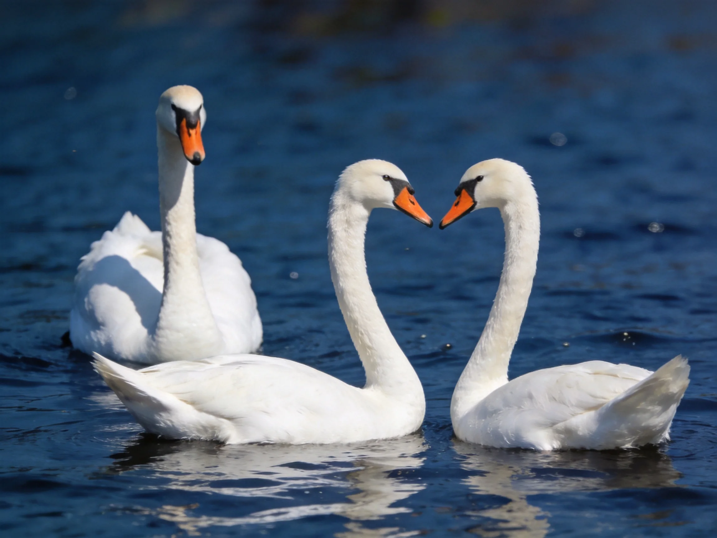 Three white swans swimming in deep blue water