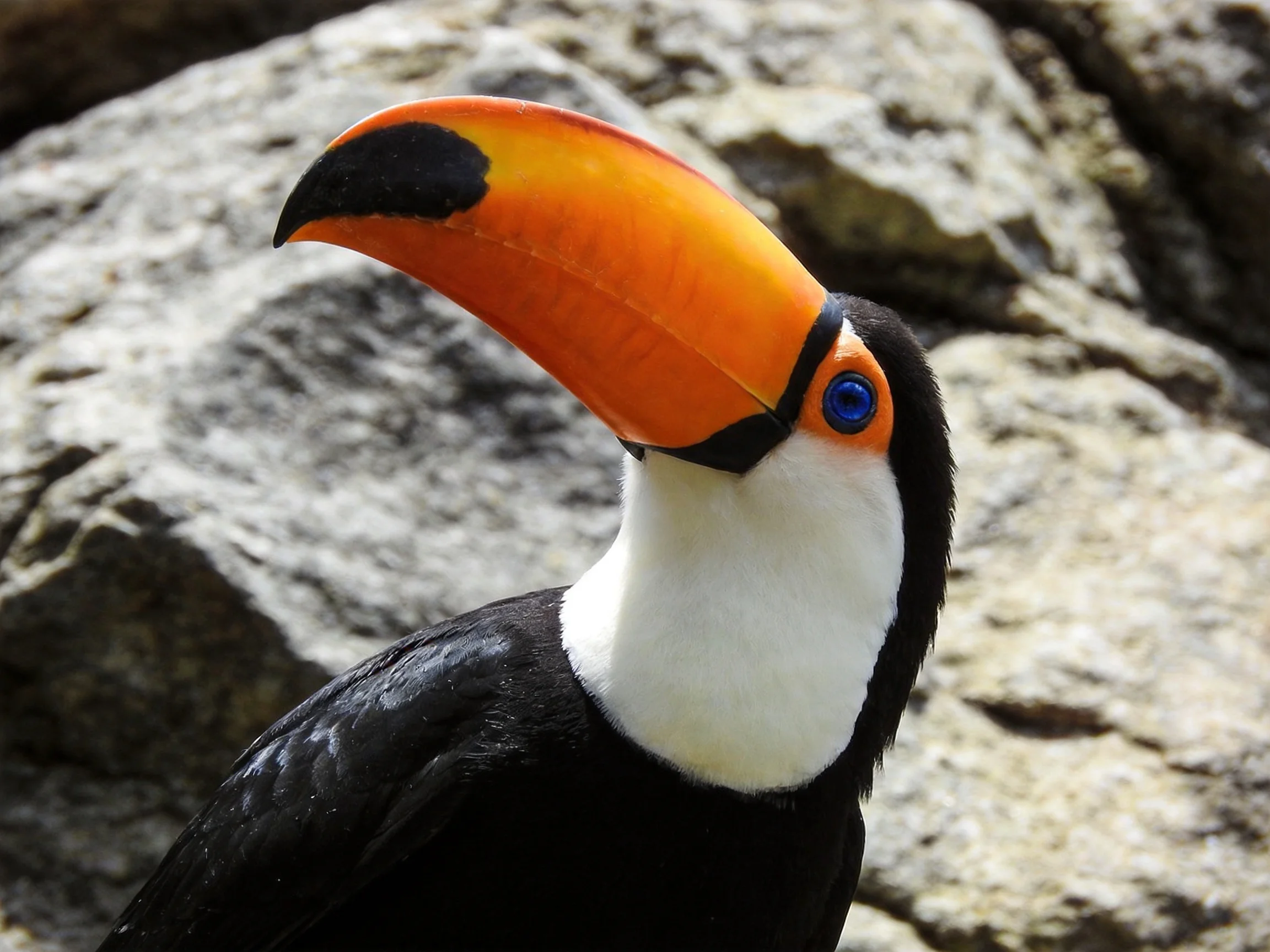 Toucan with large orange beak, black feathers, near rocky terrain