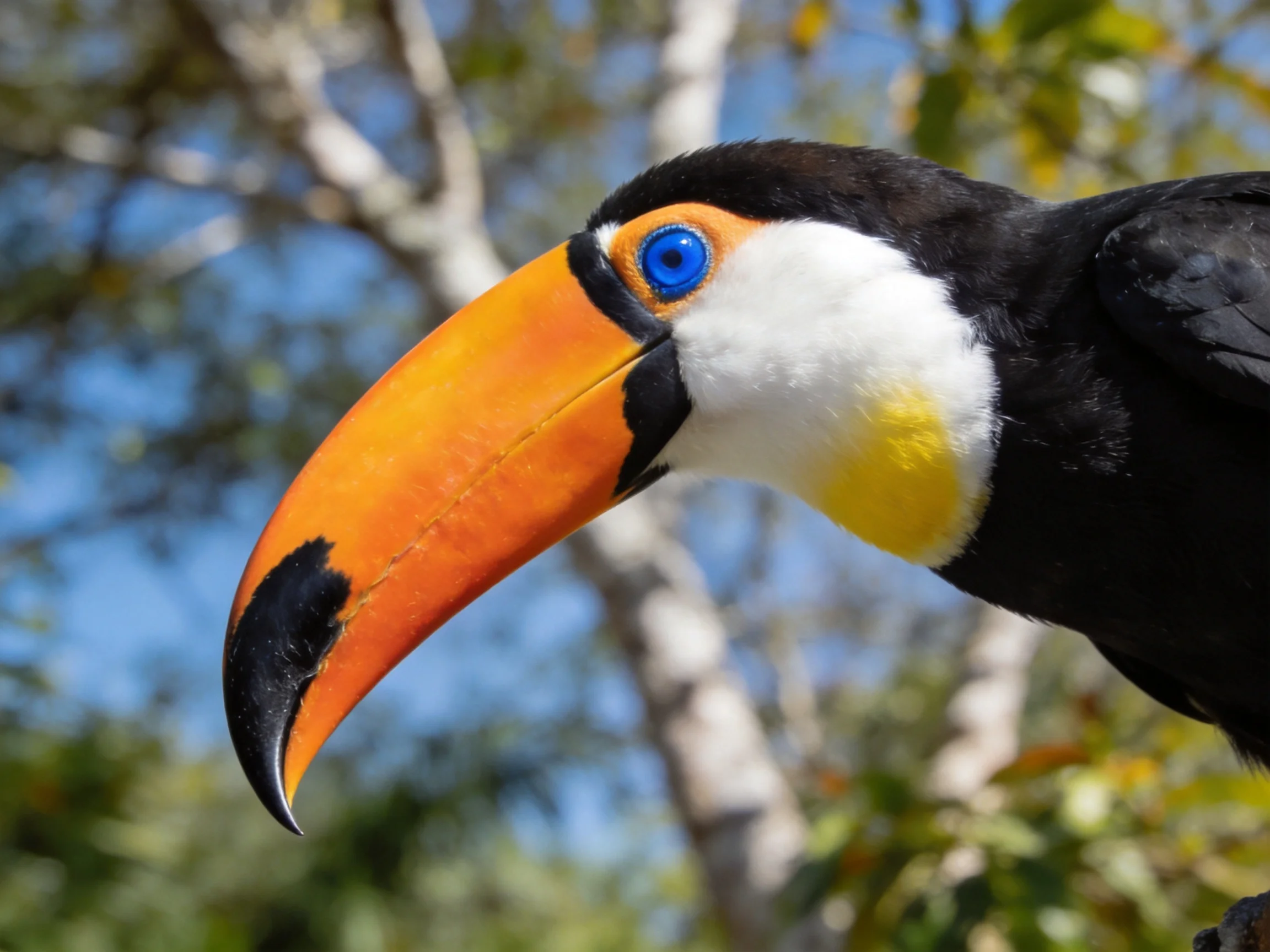 Toucan with large vibrant orange beak and black plumage