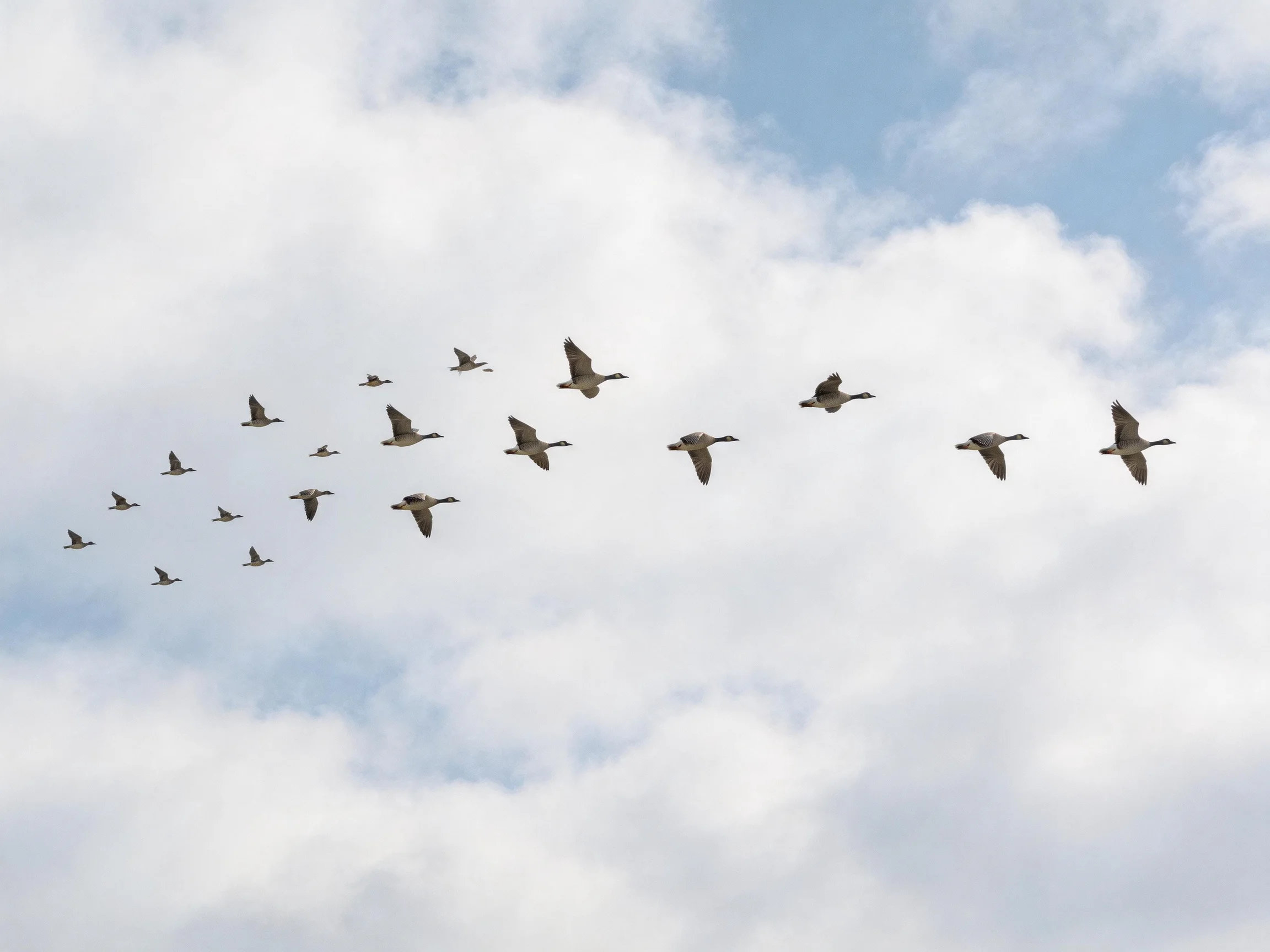 Twenty birds fly in V - formation against a partly cloudy blue sky