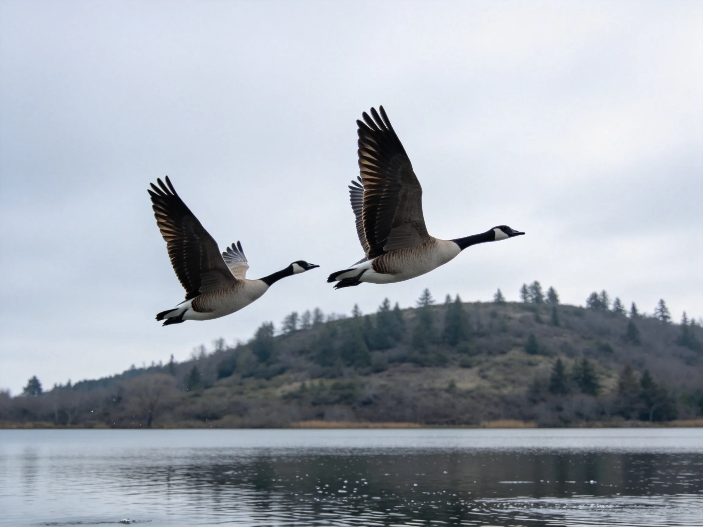 Two Canada Geese Soaring Over a Calm Lake Near a Forested Hill