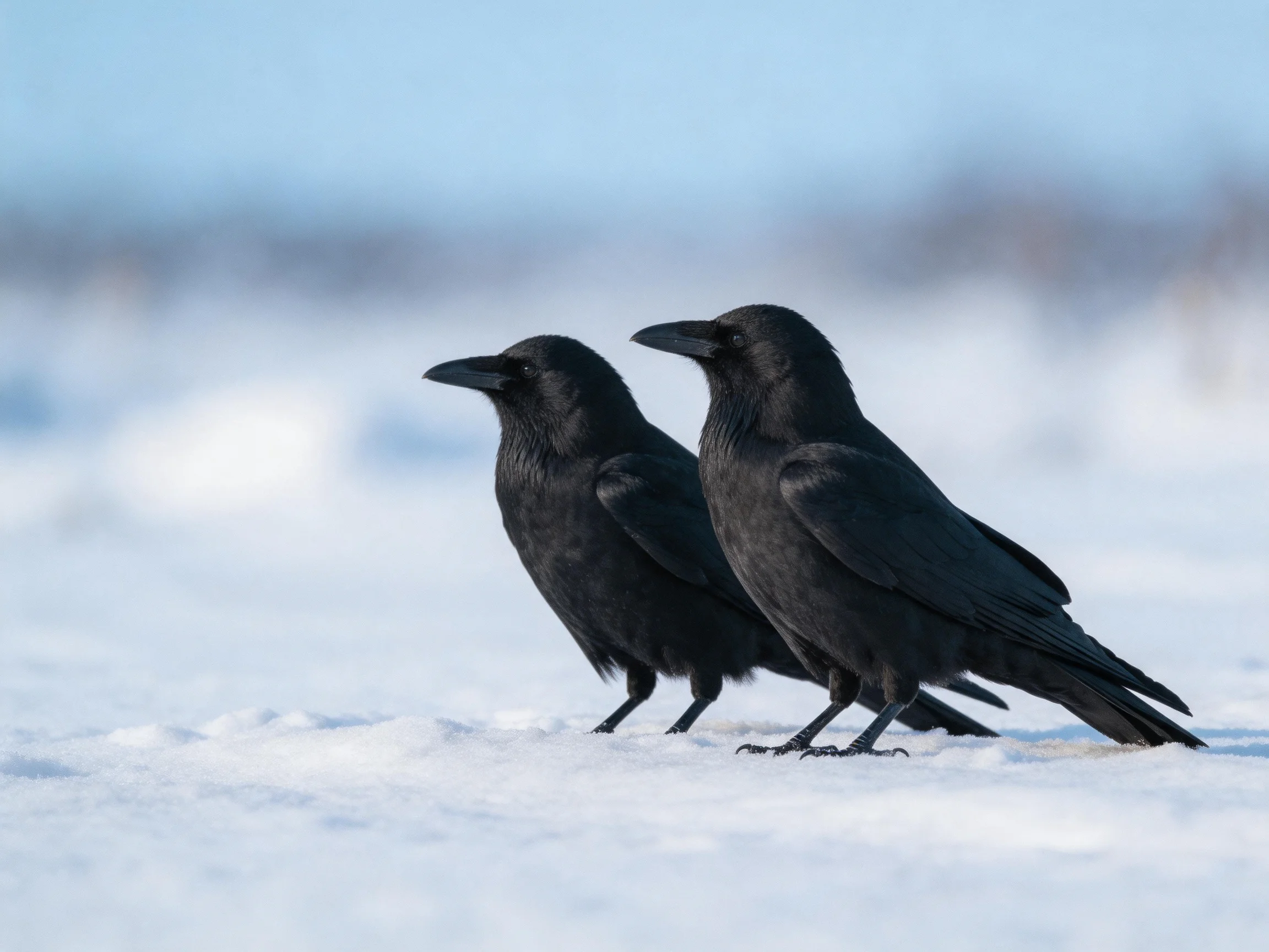 Two black crows on snow-covered terrain under blue sky