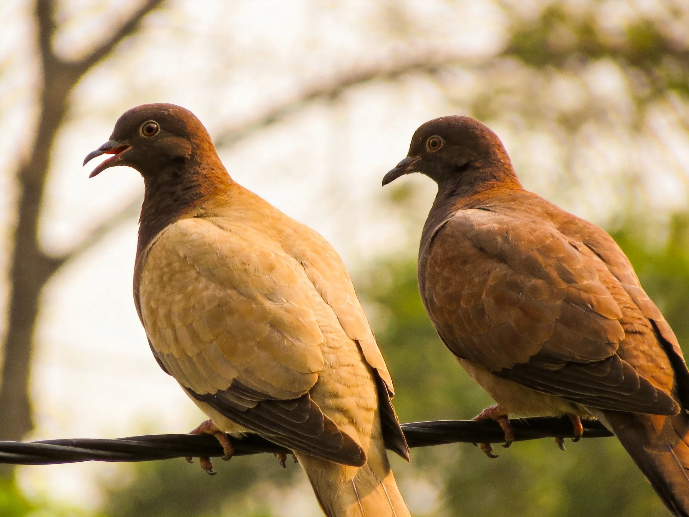 Two brown and tan pigeons rest on a black wire near trees