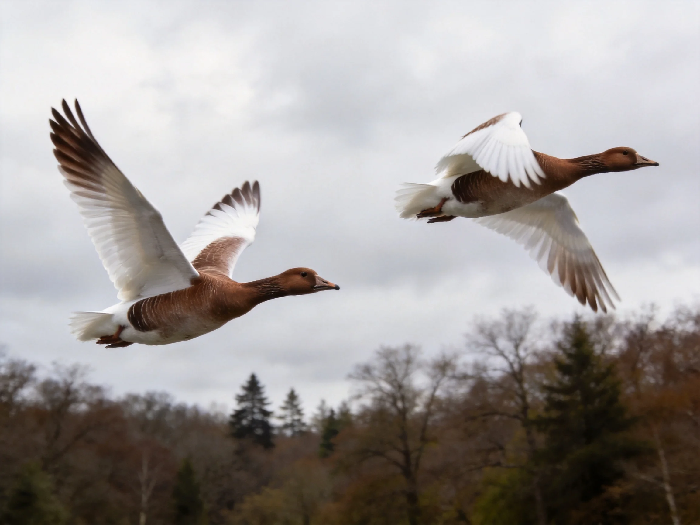 Two brown and white geese soar over leafless trees