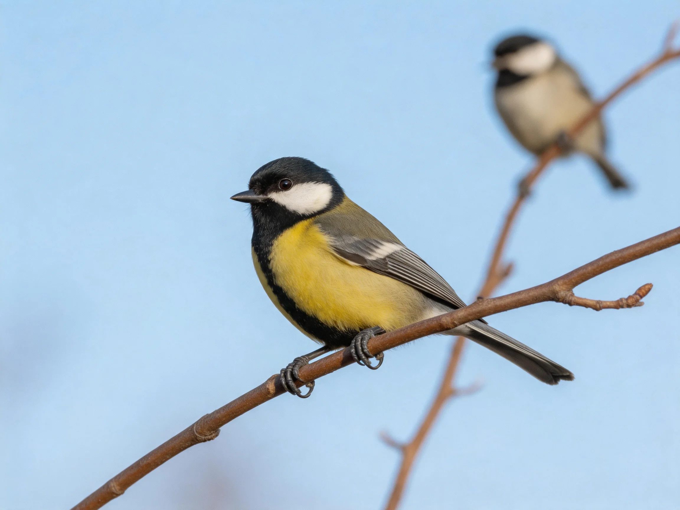 Two colorful songbirds perch on bare tree branches against clear blue sky