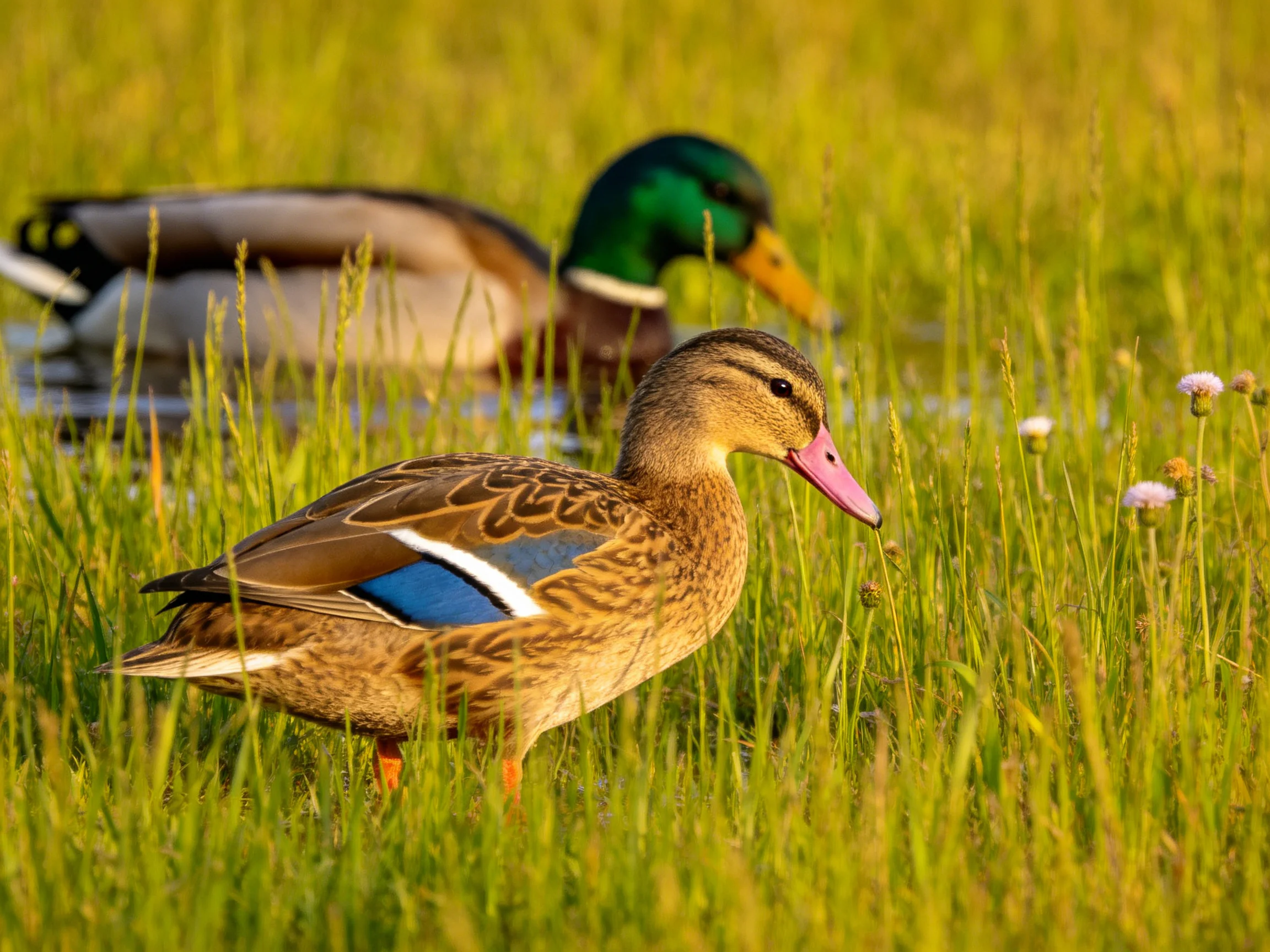 Two ducks, one with pink beak, one with green head, in lush grass near water.