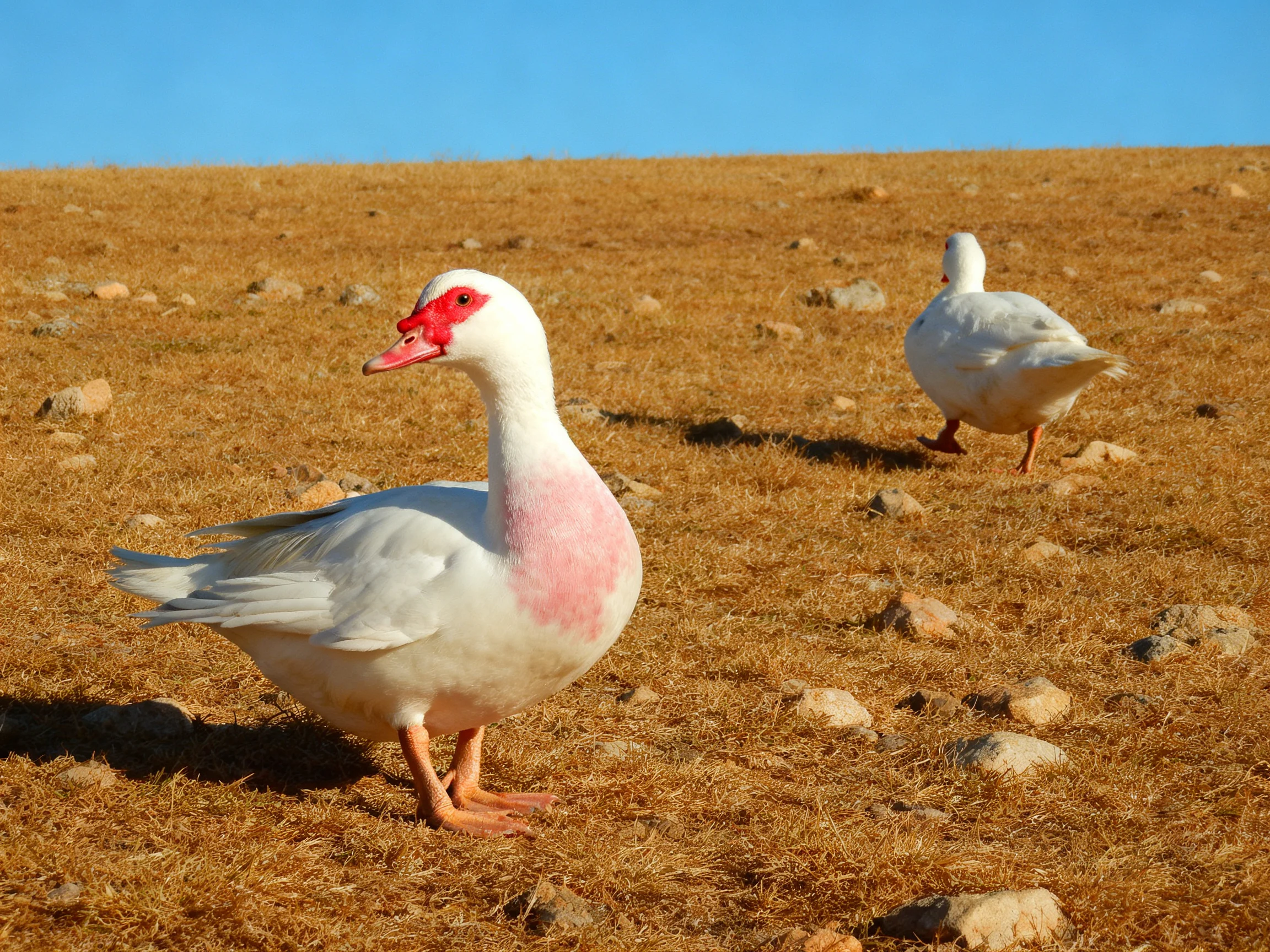 Two ducks, one with pink chest, red beak, on rocky dry field