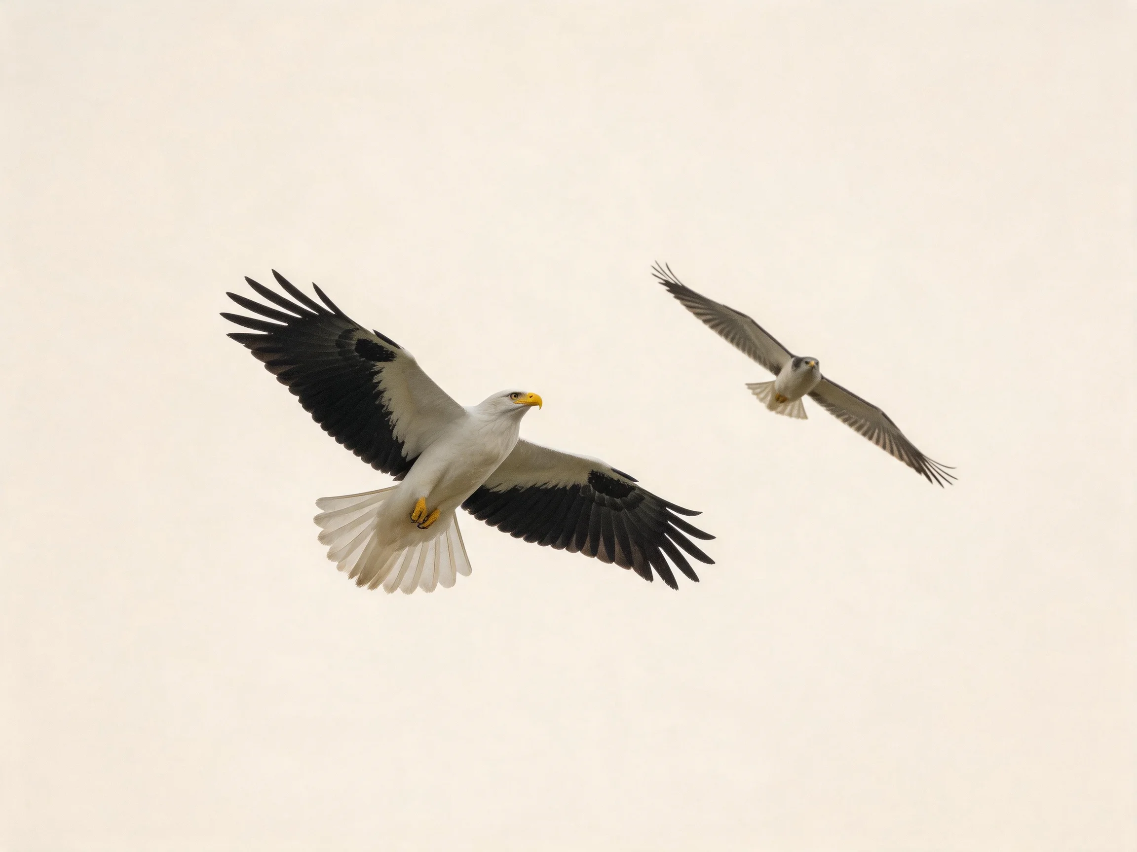 Two eagles with contrasting plumage soar against pale sky