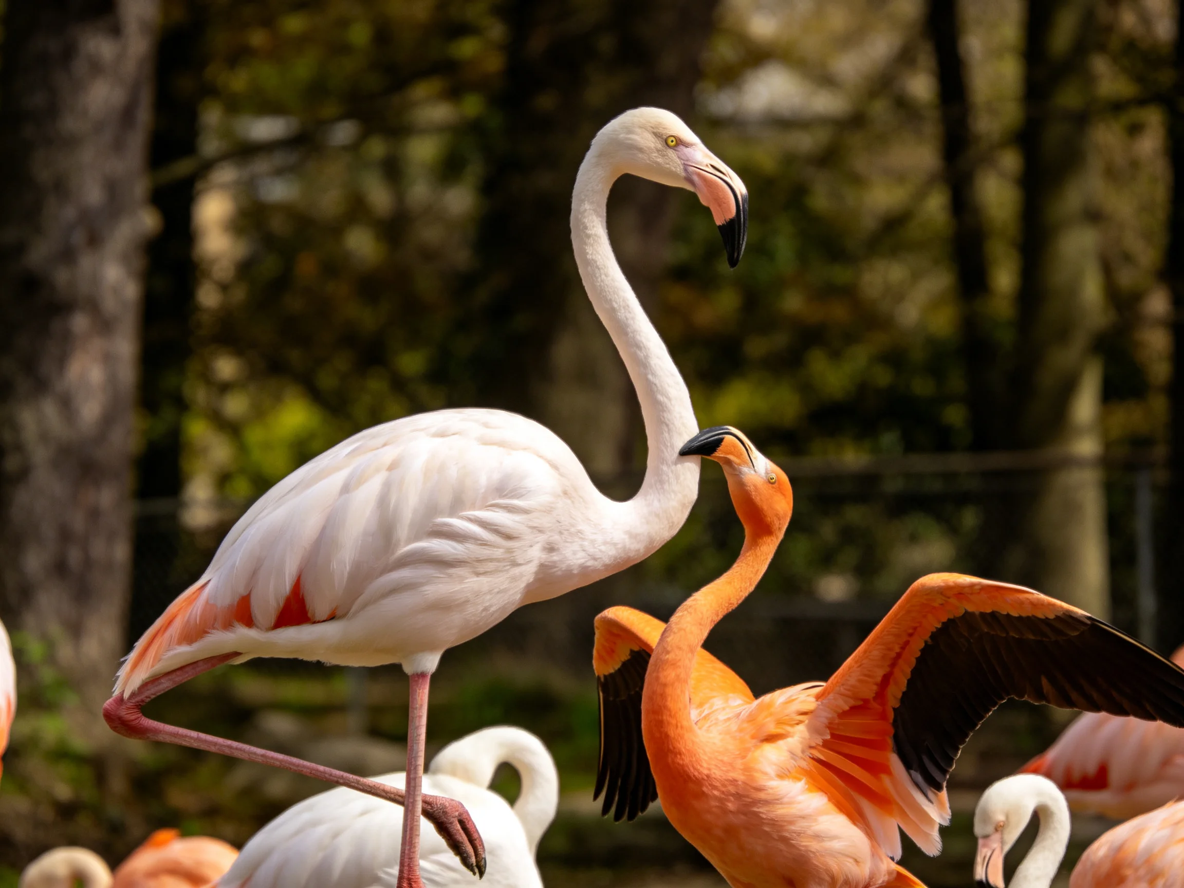 Two flamingos, one white and one orange, interact near trees