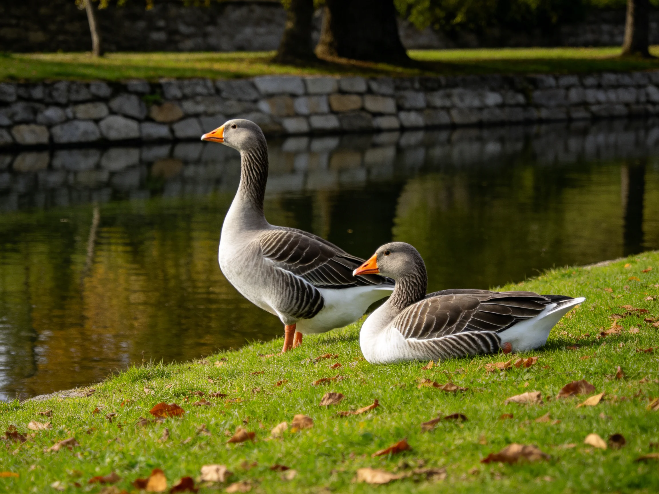 Two gray and white geese by a calm pond edge