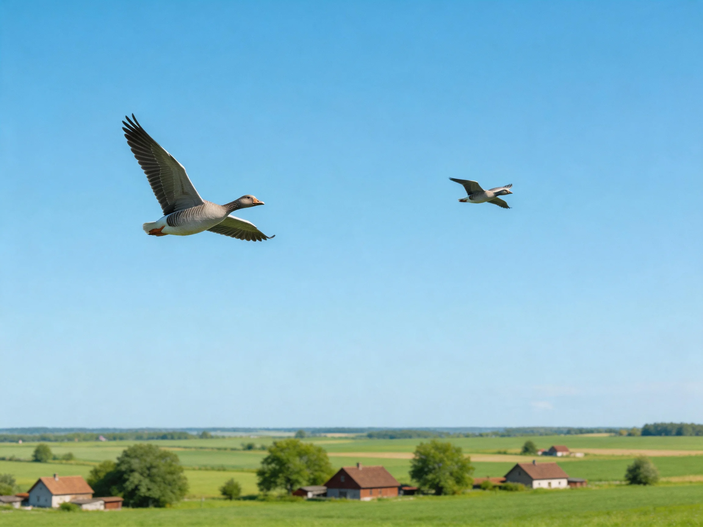 Two gray geese fly over a peaceful countryside with farmhouses
