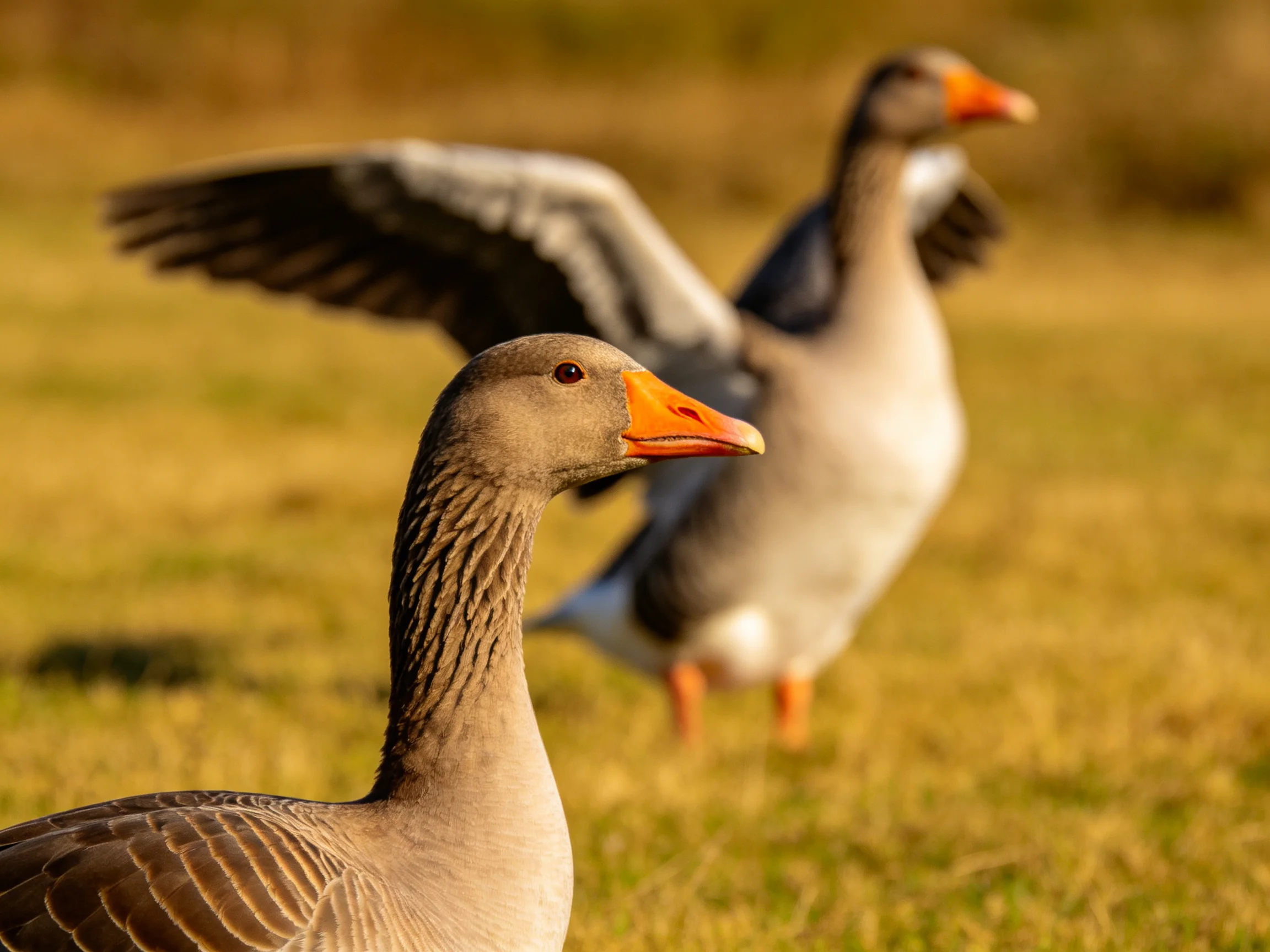 Two gray geese with bright orange beaks on sunlit grass