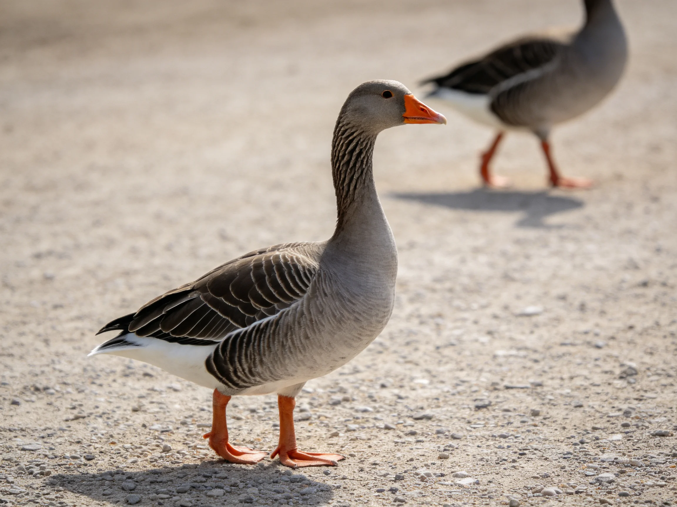 Two gray geese with orange beaks on gravel