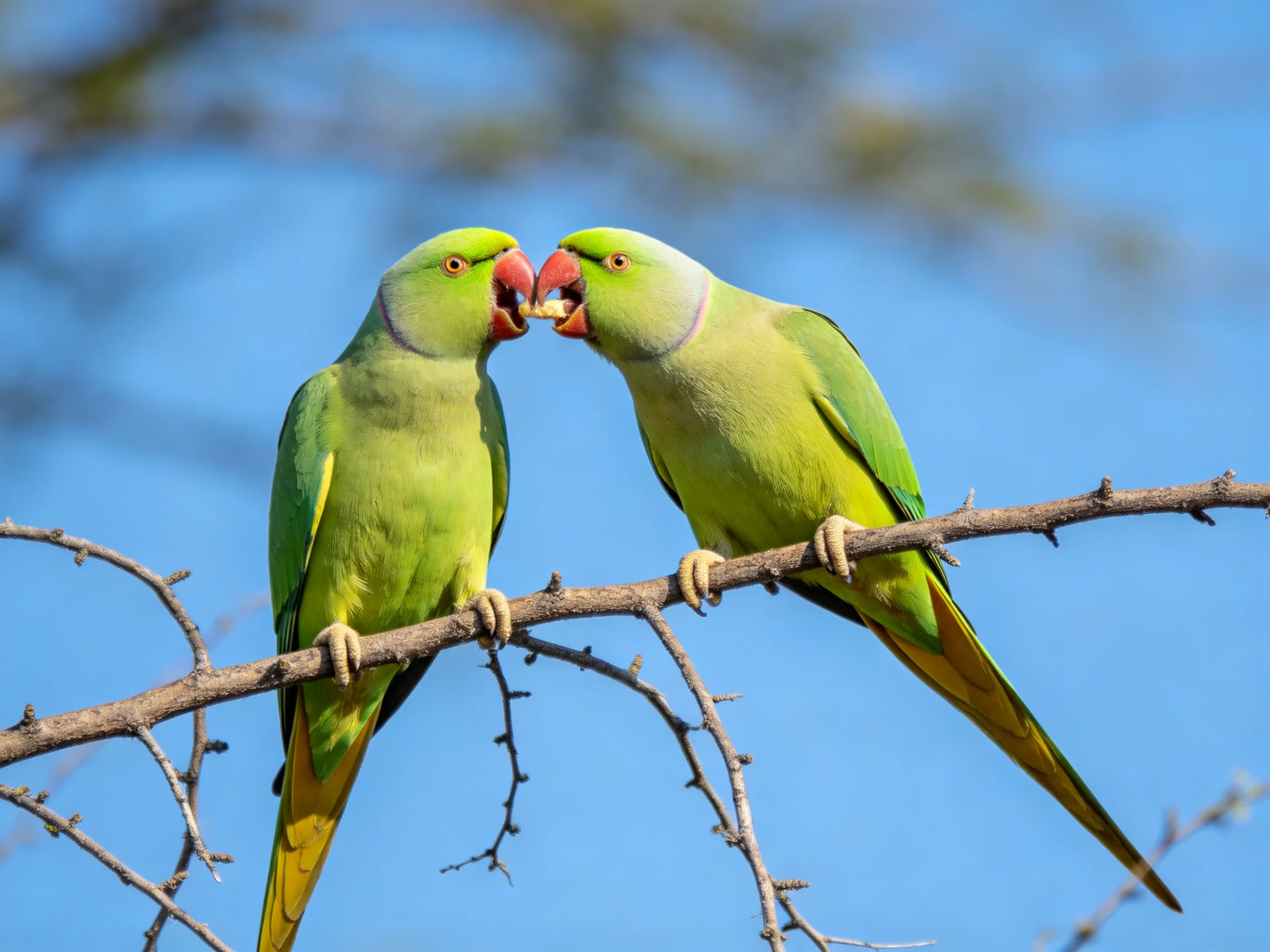Two green parrots nuzzling on a bare tree branch