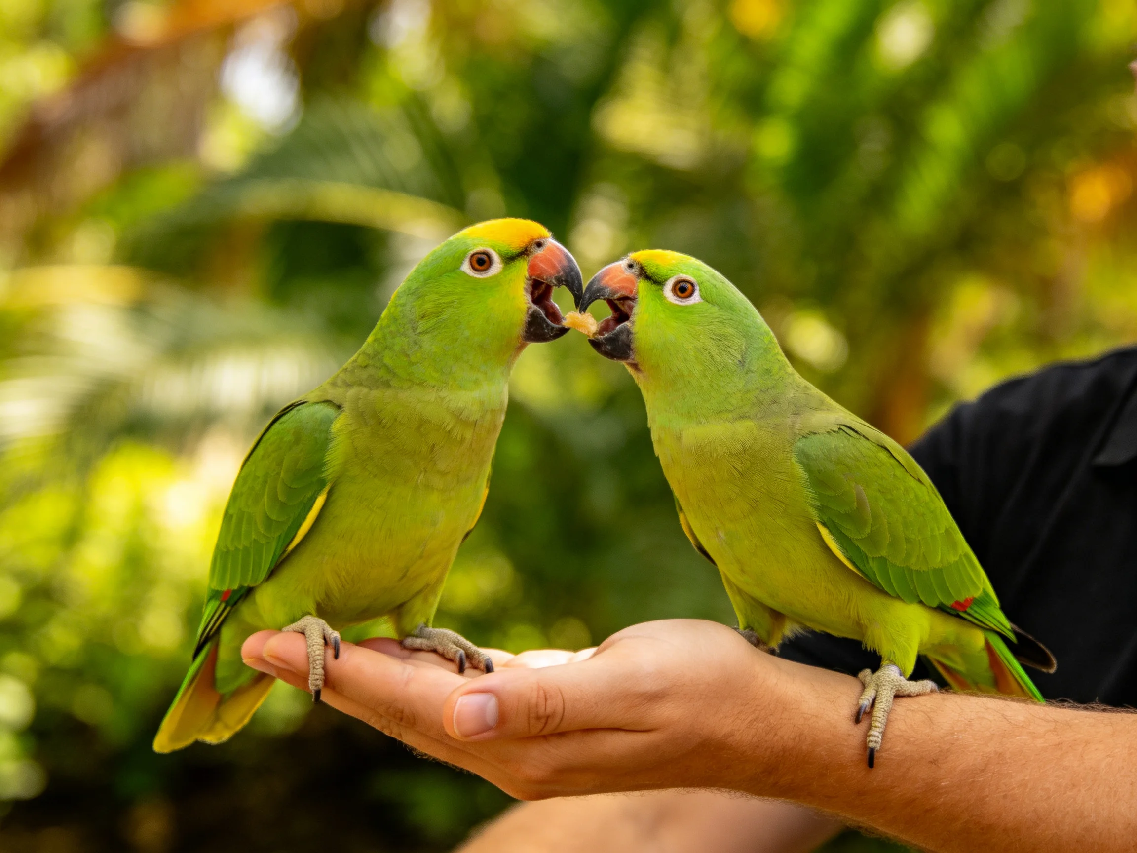 Two green parrots with yellow crests interact on a hand