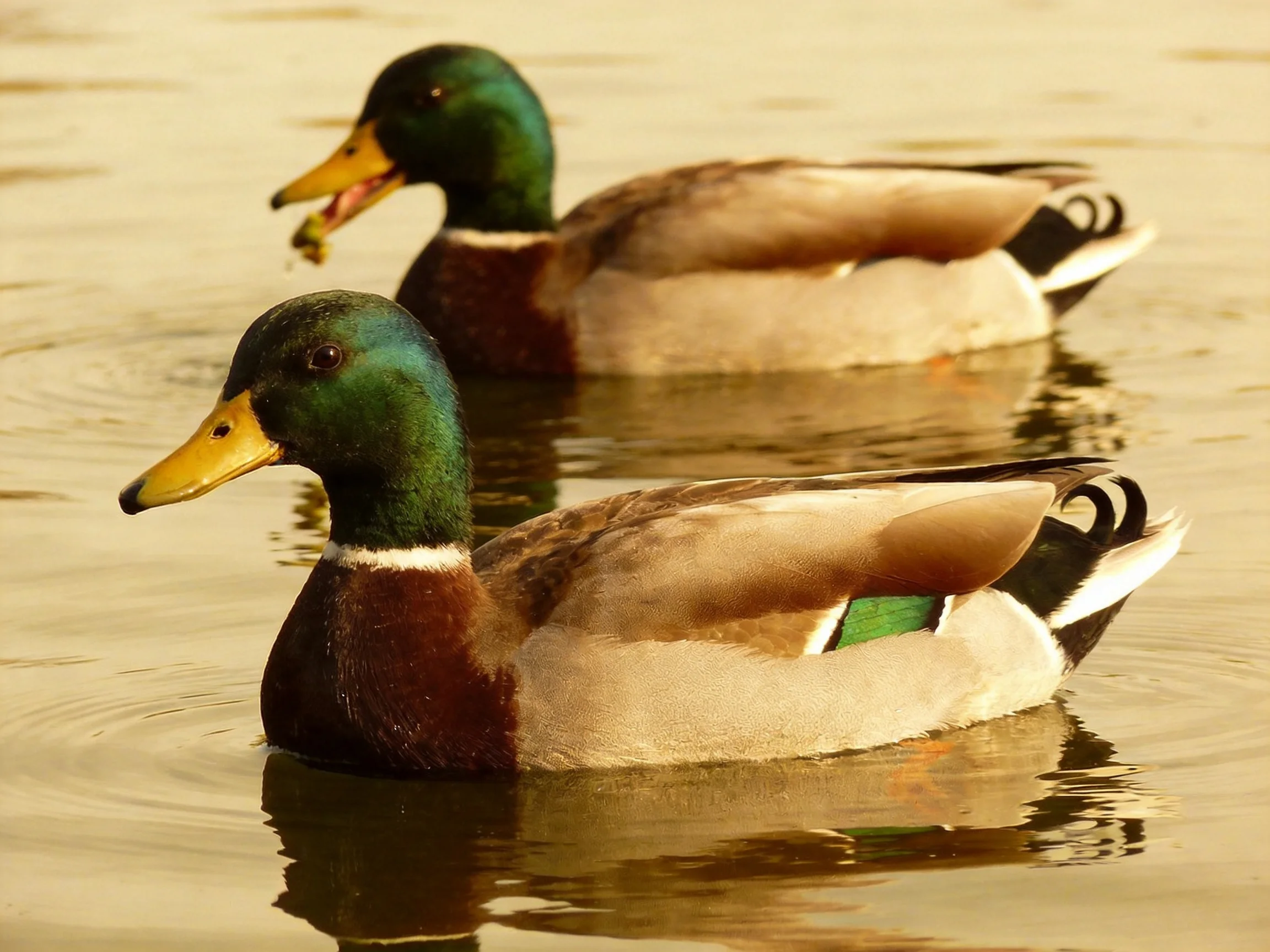 Two mallard ducks glide through calm water with green necks and brown plumage