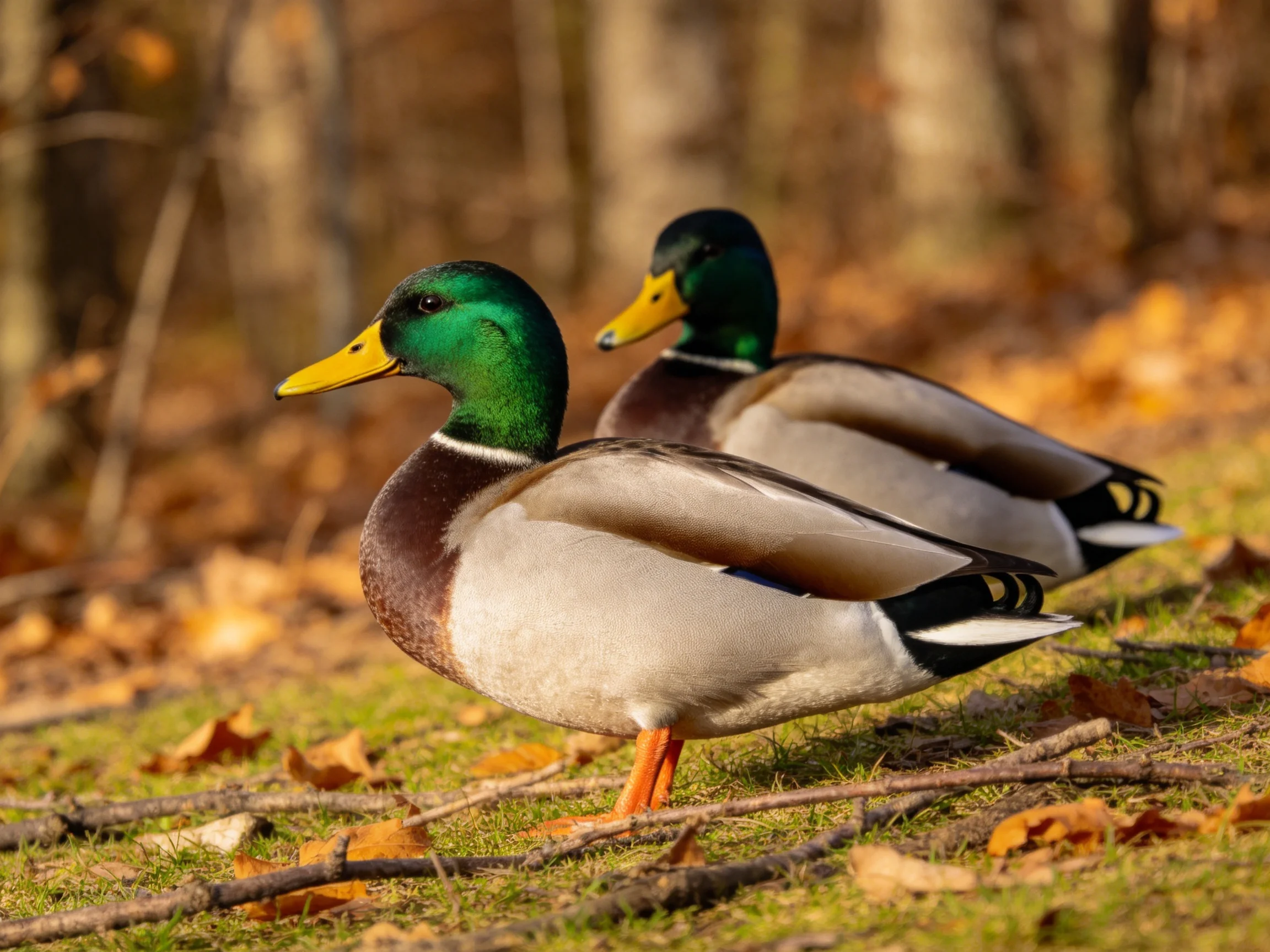 Two mallard ducks with green heads and yellow beaks on autumn ground