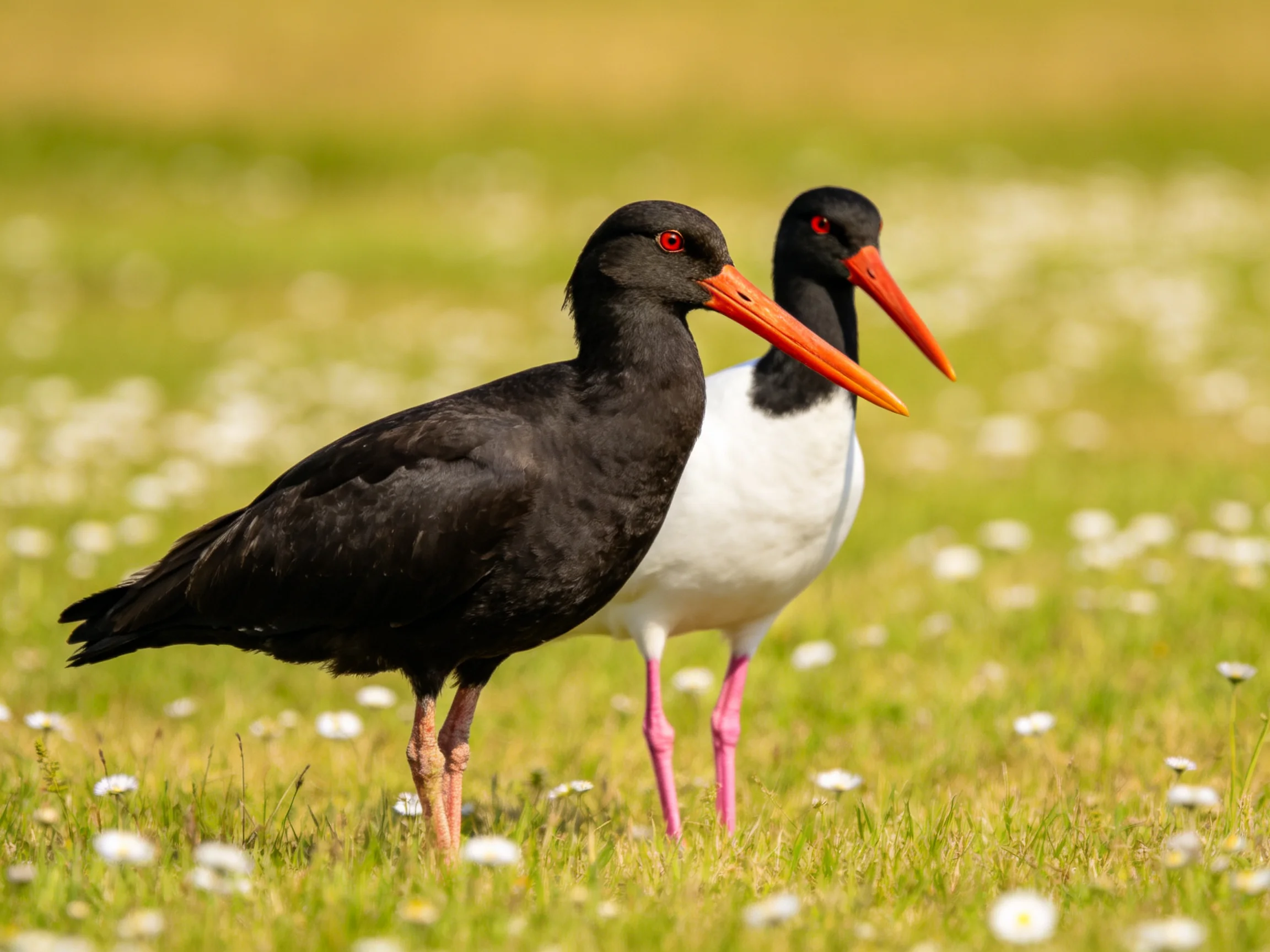 Two oystercatcher birds standing in a flower-filled grassland