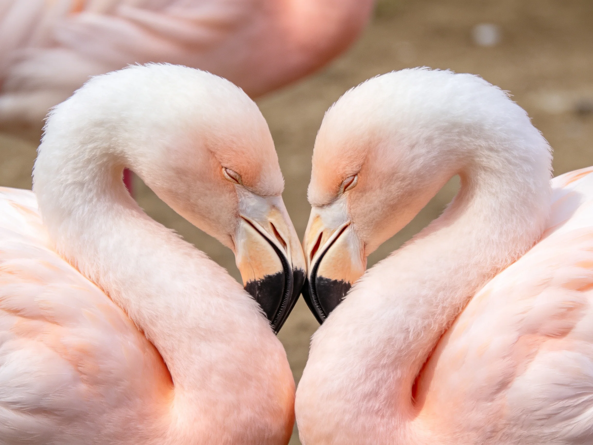Two pink flamingos forming heart shape with necks