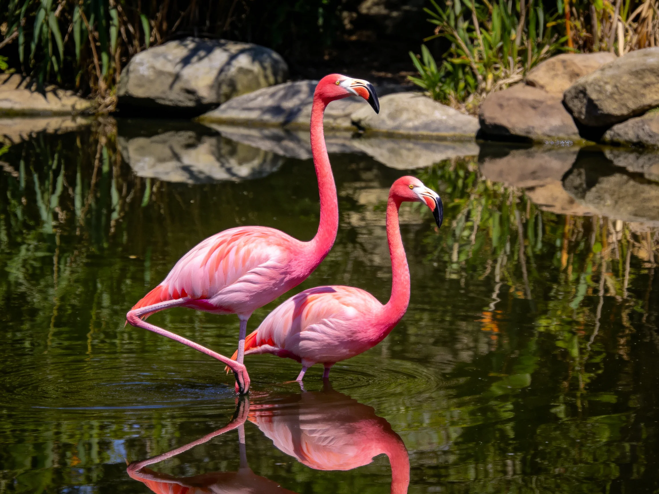 Two pink flamingos wade in calm water near rocky shoreline