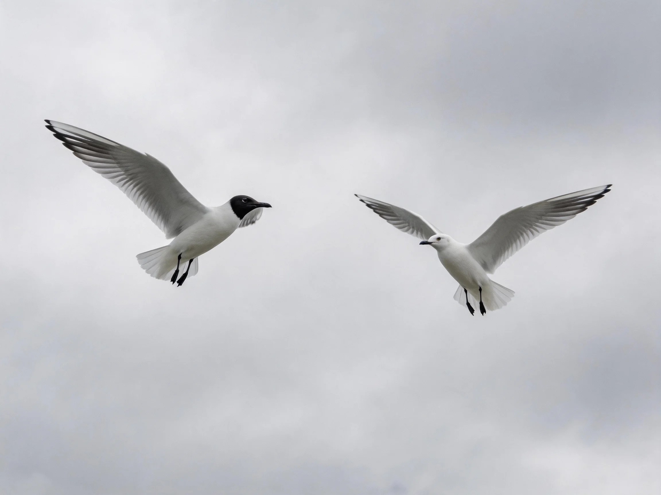 Two seabirds fly with outstretched wings against a gray sky