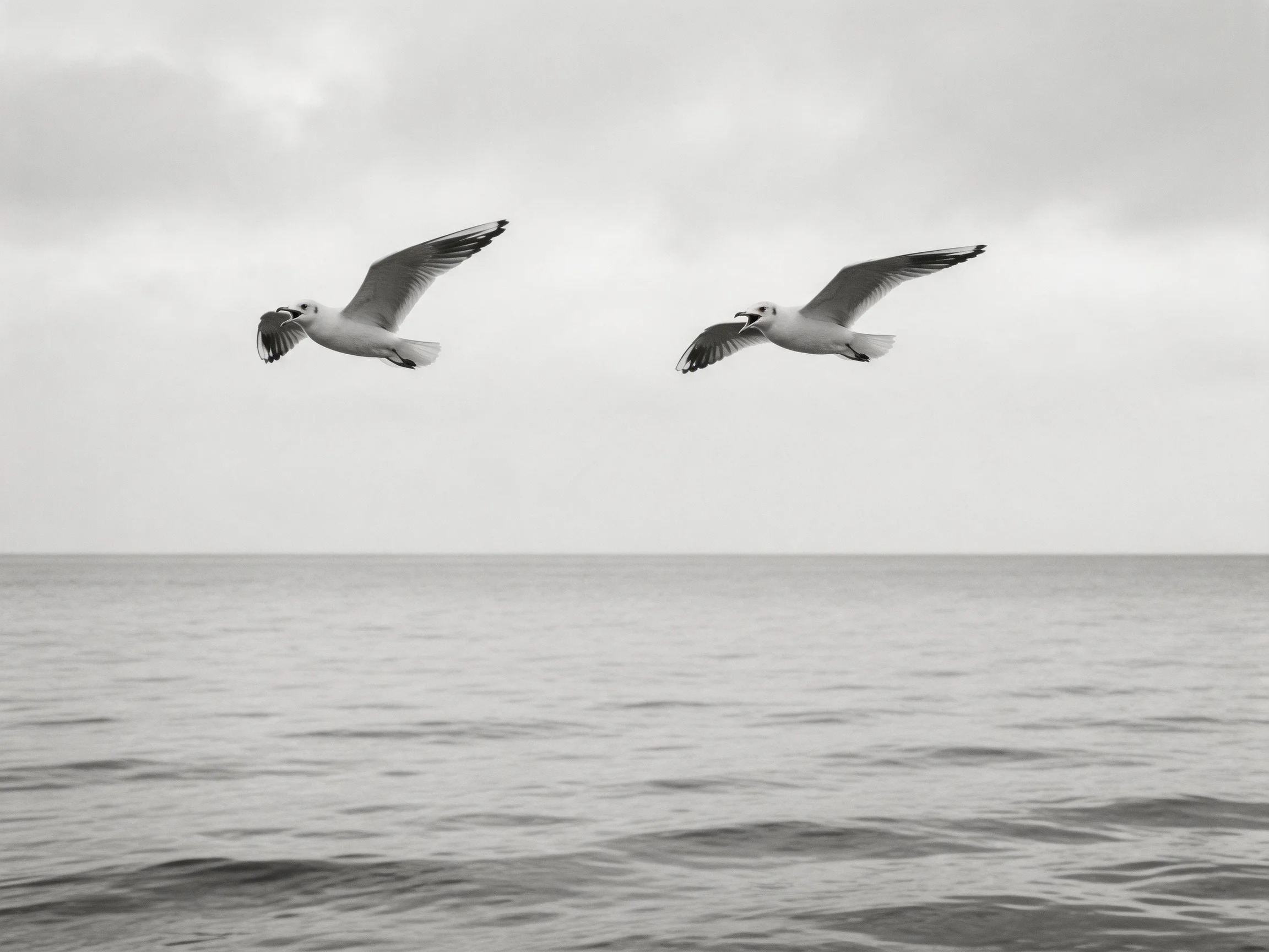 Two seagulls soar over calm ocean in monochrome