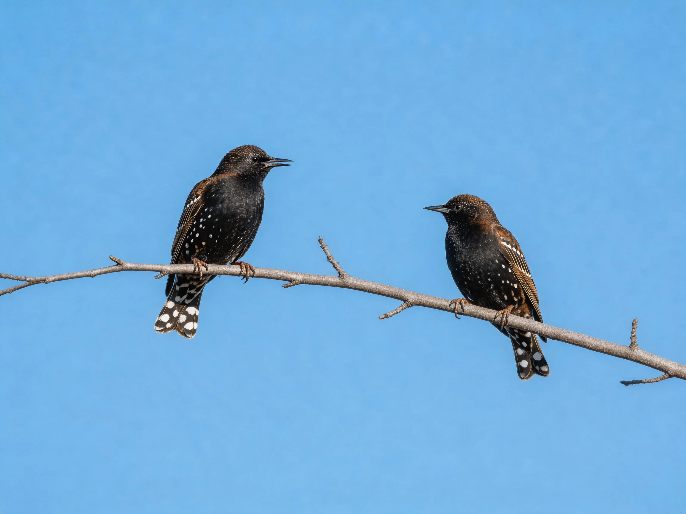 Two spotted starlings on a bare tree branch