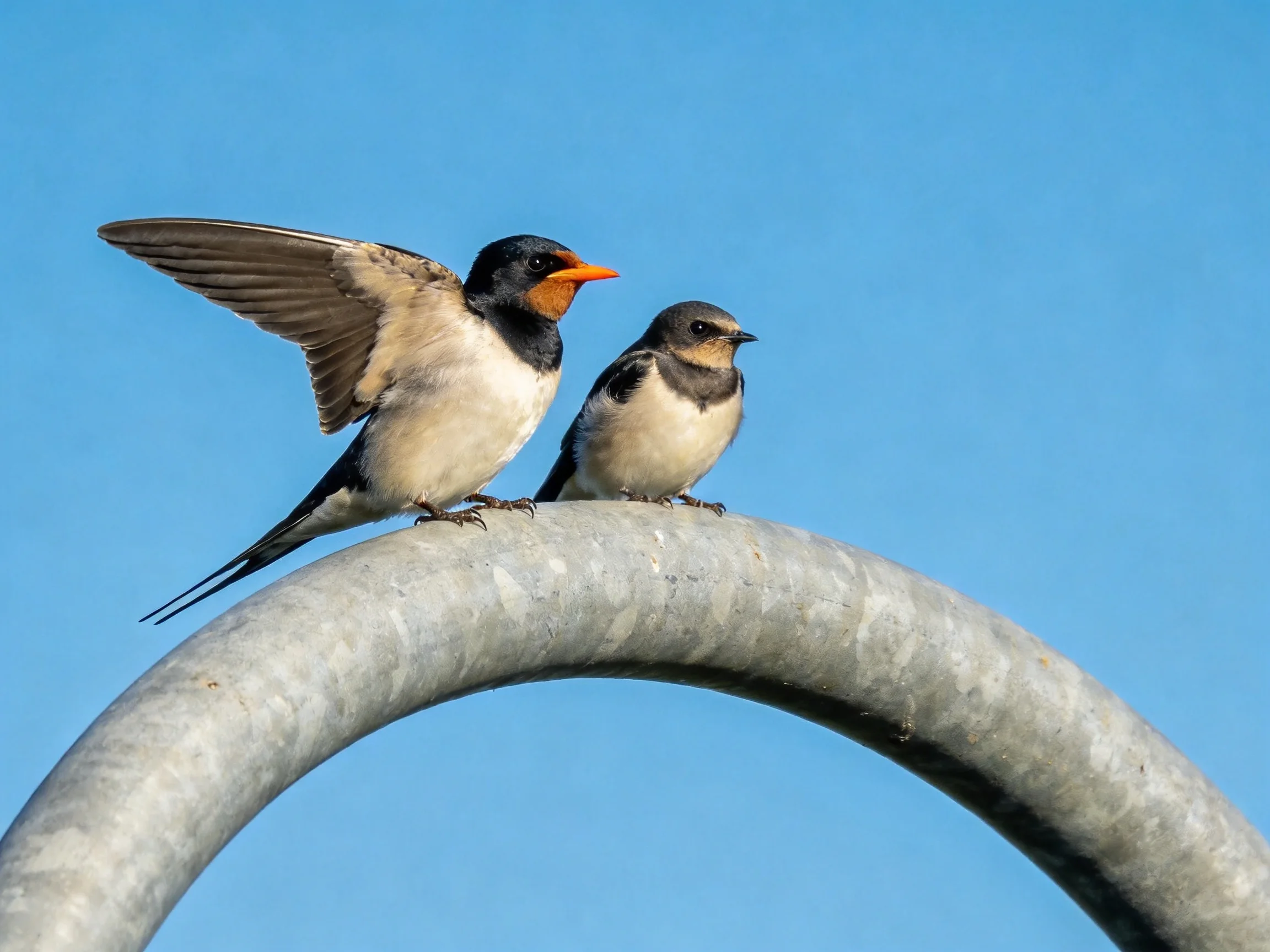 Two swallows perch on a curved metallic arch with clear blue sky