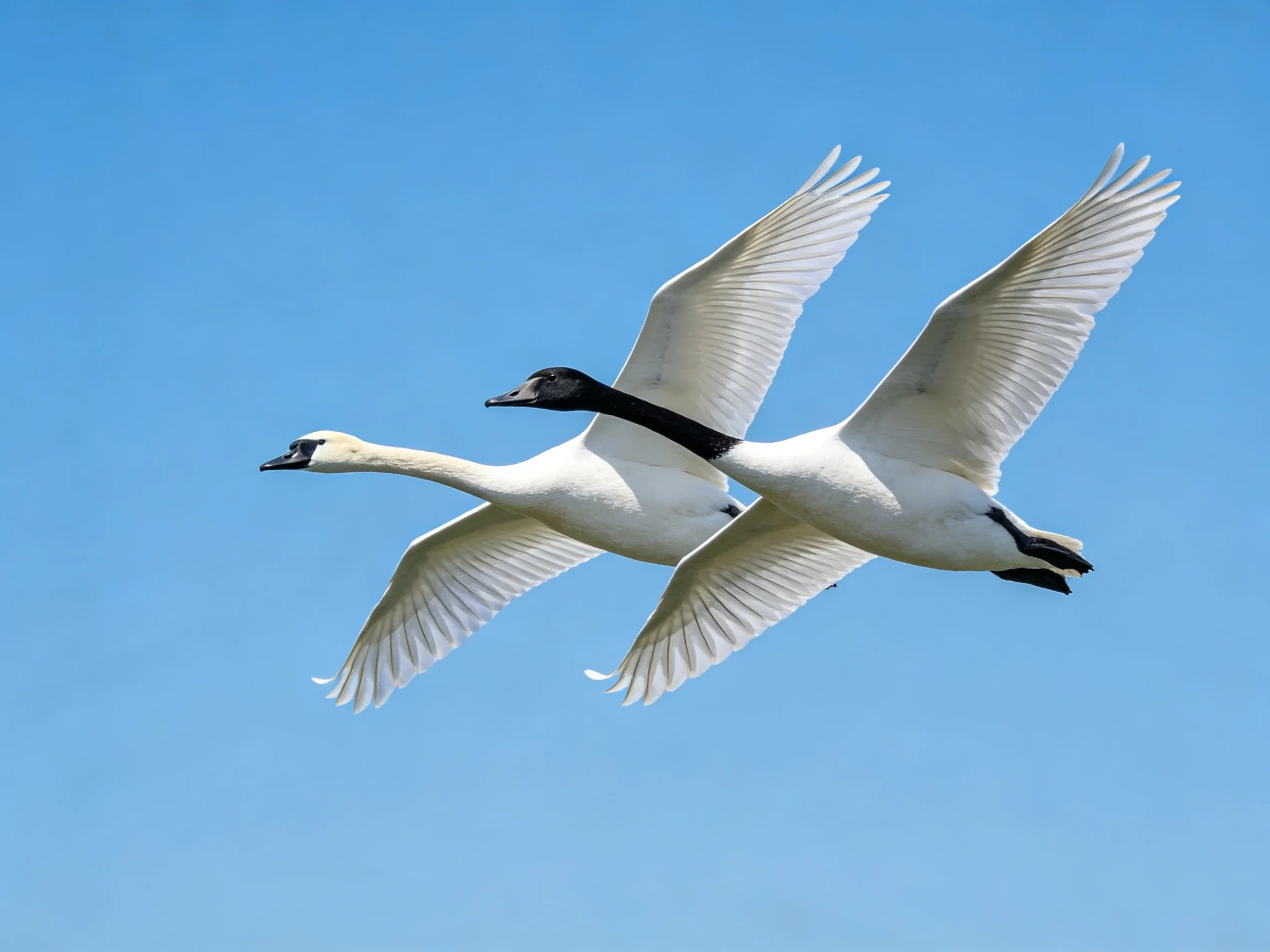 Two swans soaring against a clear blue sky