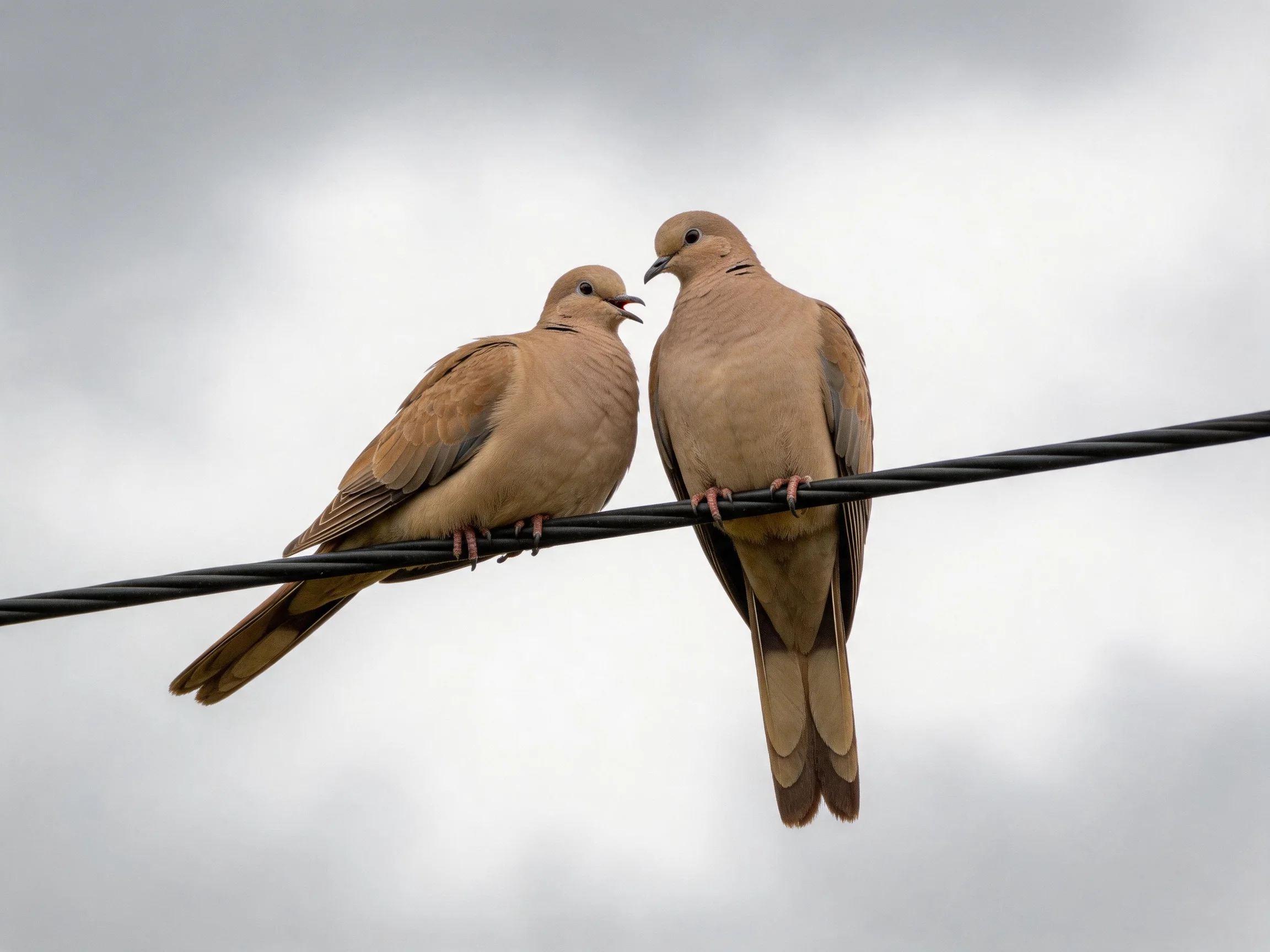 Two tan doves perch closely on a black wire against an overcast sky