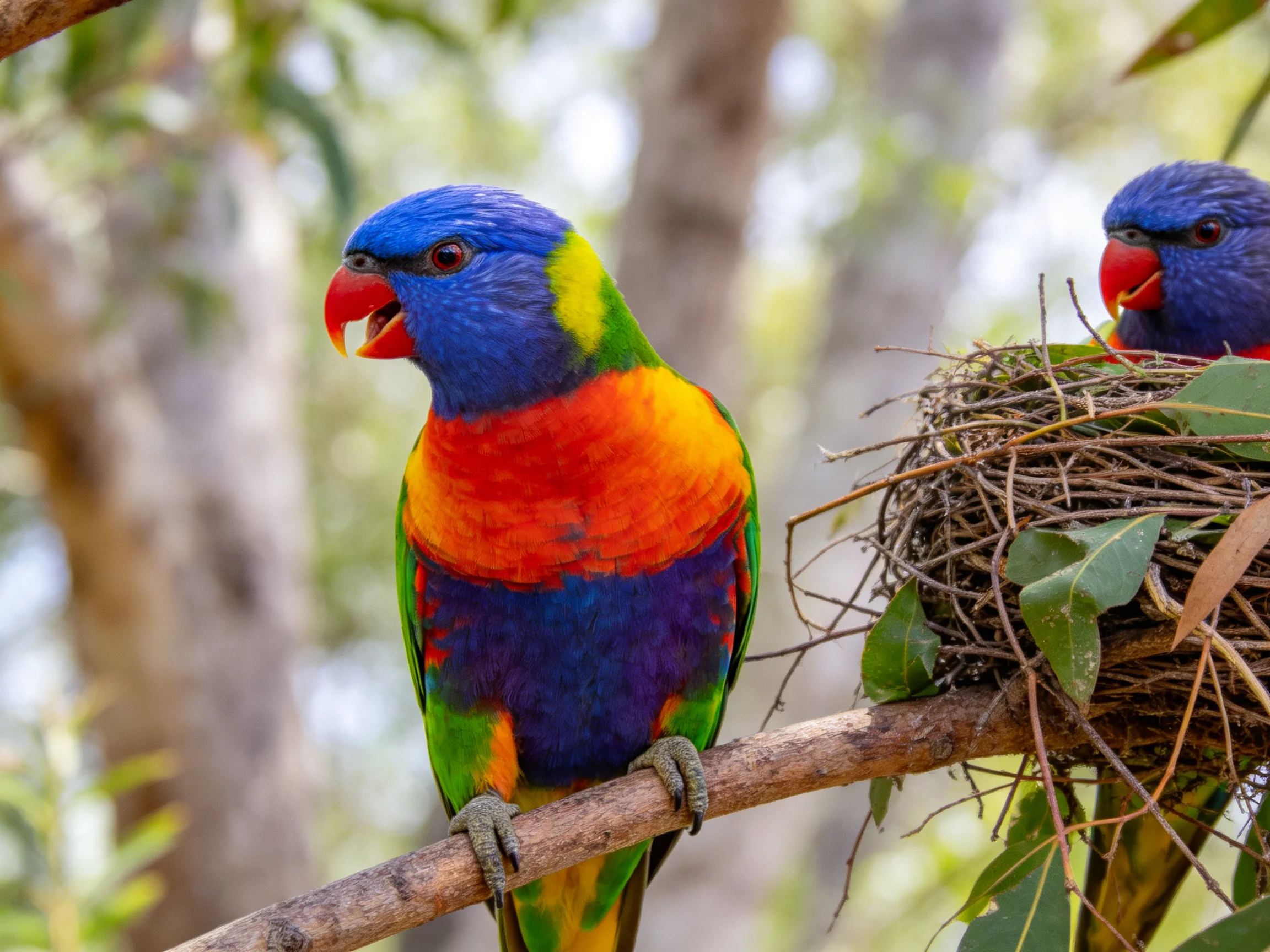 Two brightly colored parrots sit near a large nest in a forested area.