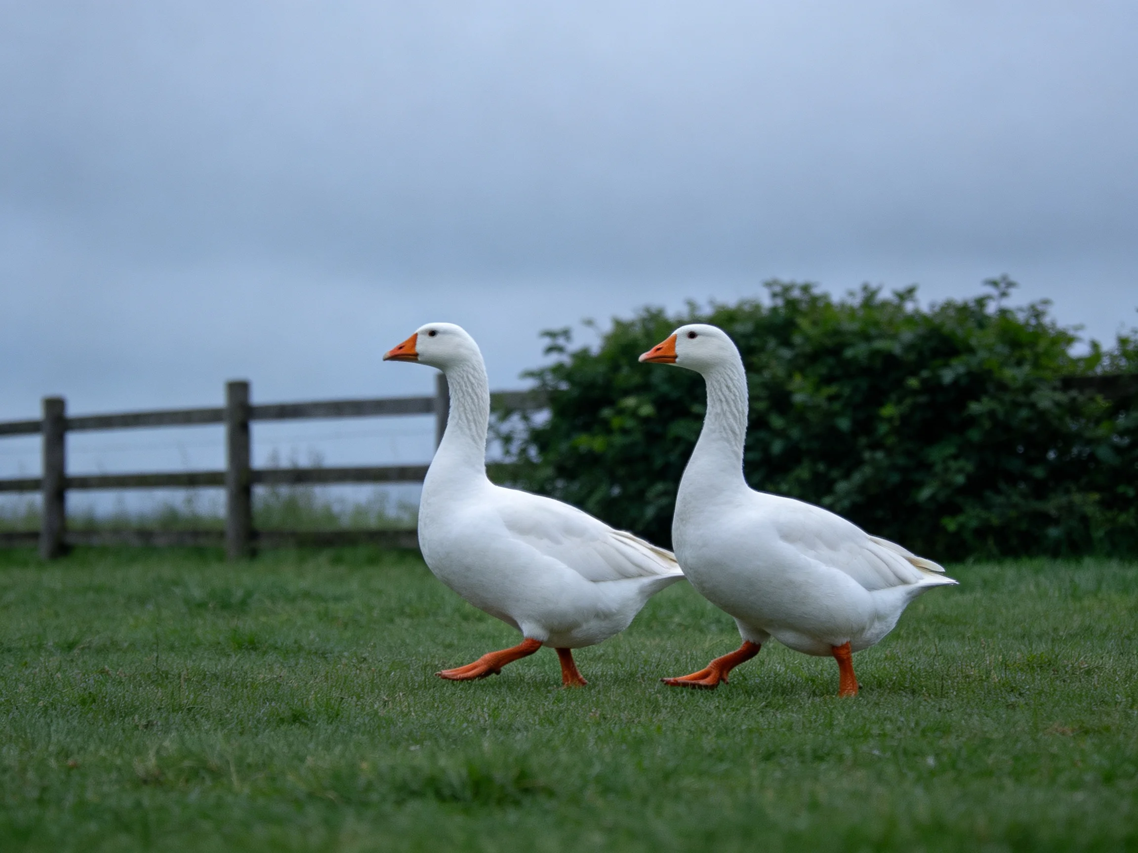 Two white geese with orange beaks walk through green grass near a wooden fence
