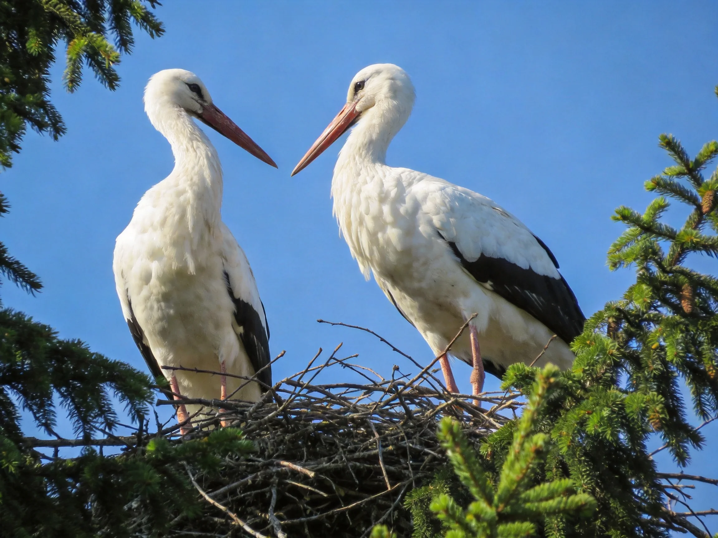 Two white storks with black wings in a twig nest amid evergreen foliage