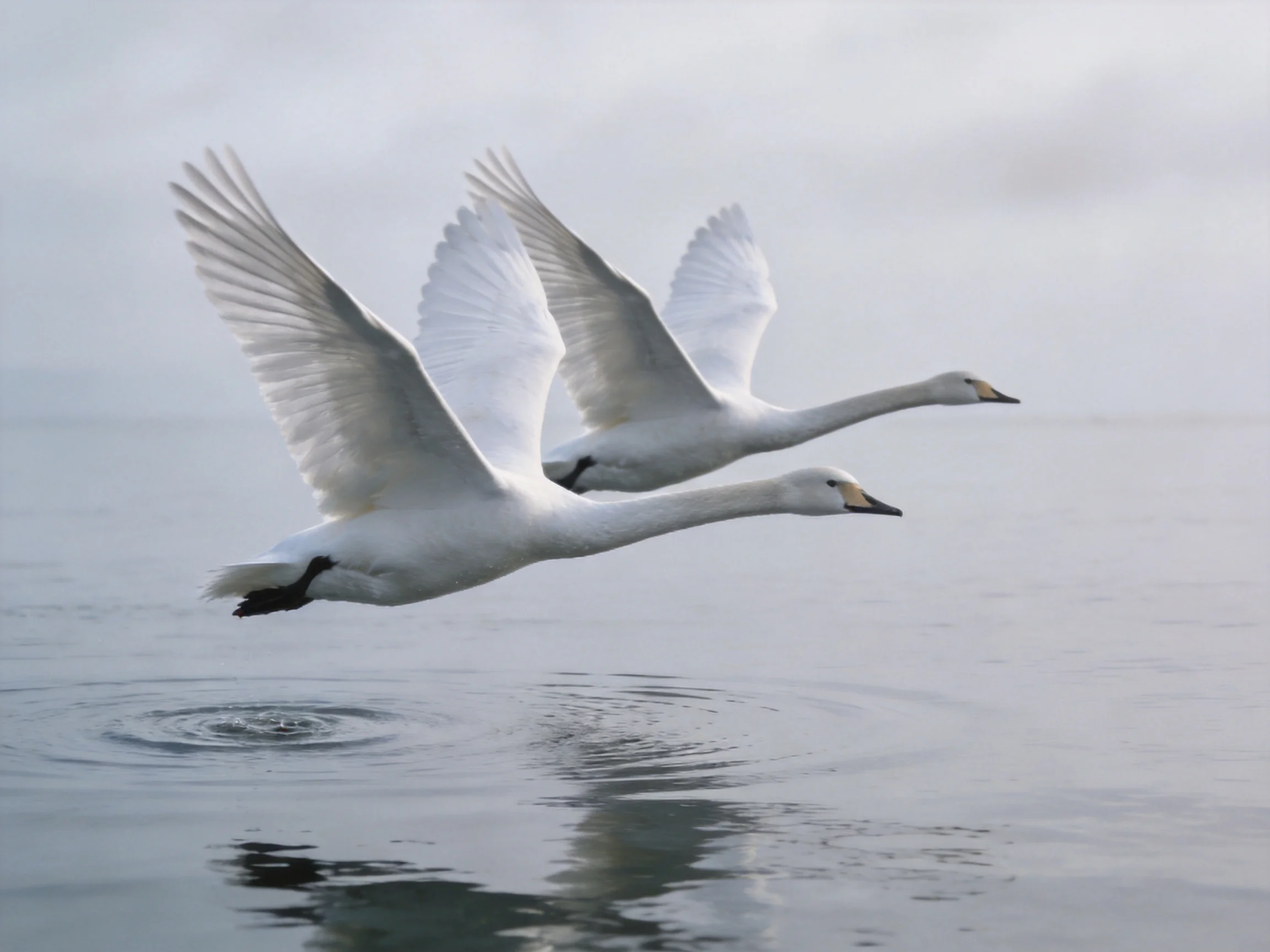 Two white swans flying over calm gray water
