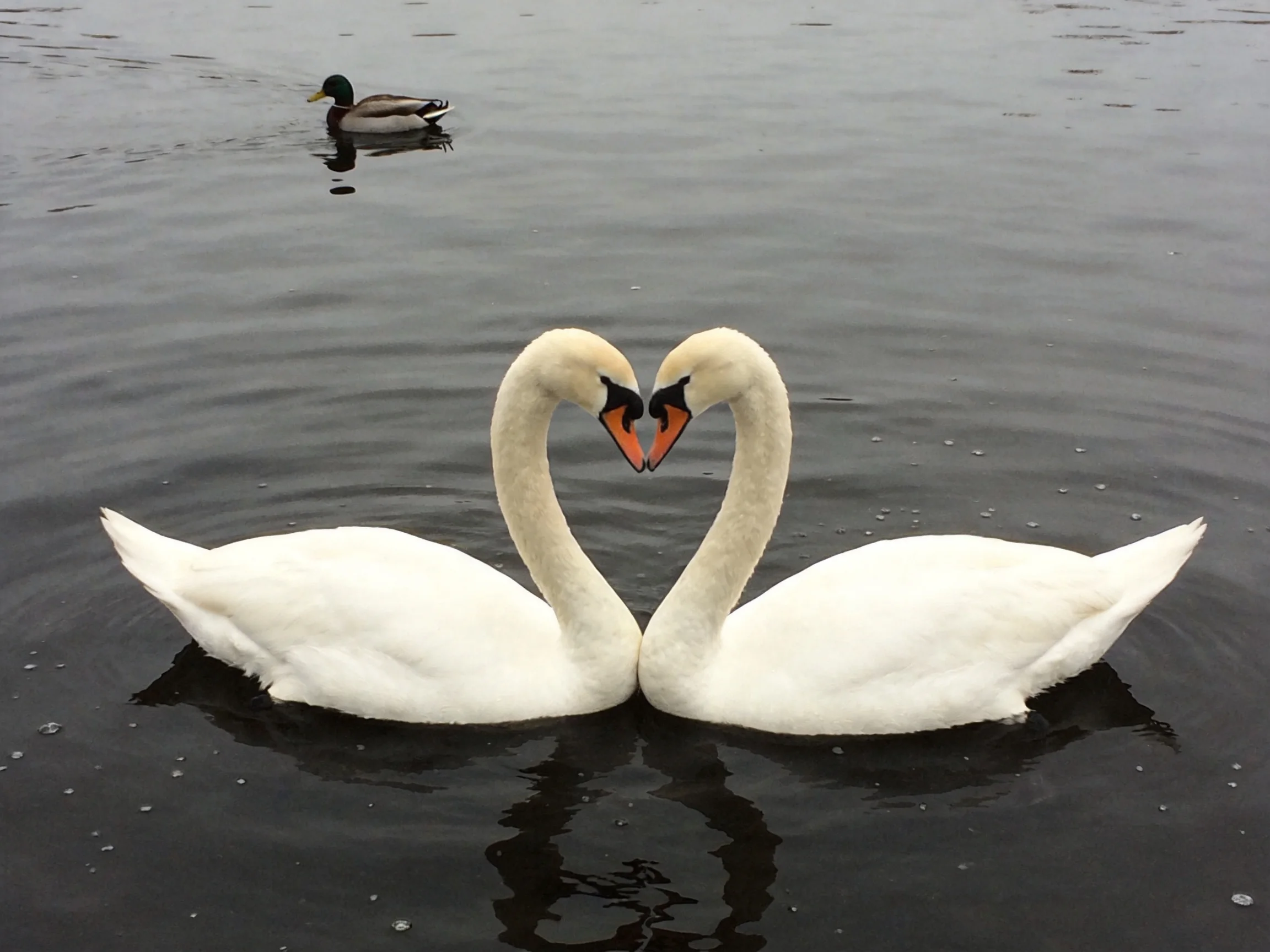 Two white swans form a heart shape in dark water with a single duck