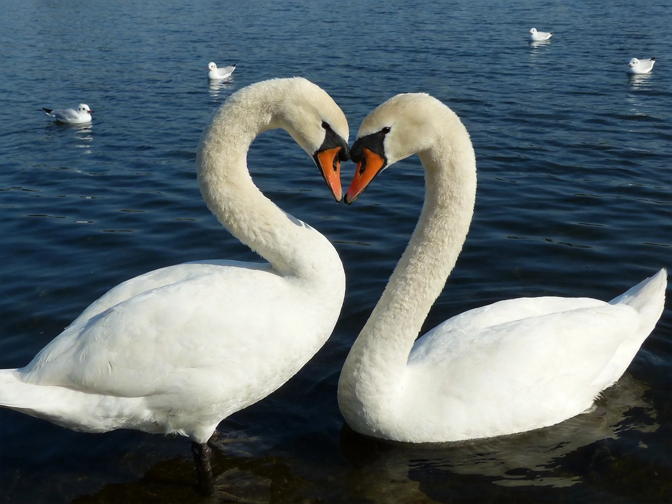 Two white swans form a heart shape on calm blue water