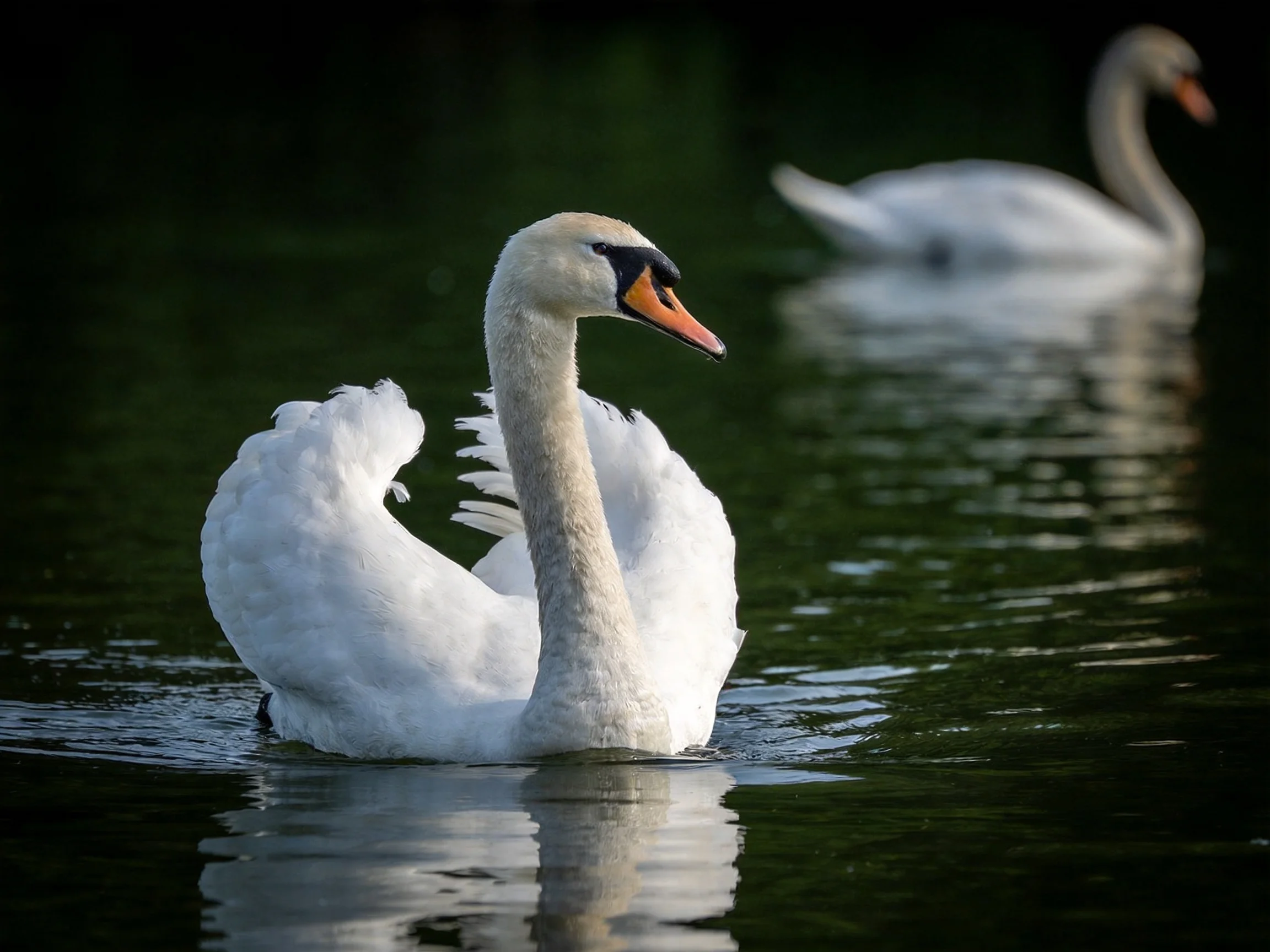 Two white swans glide gracefully on dark green water