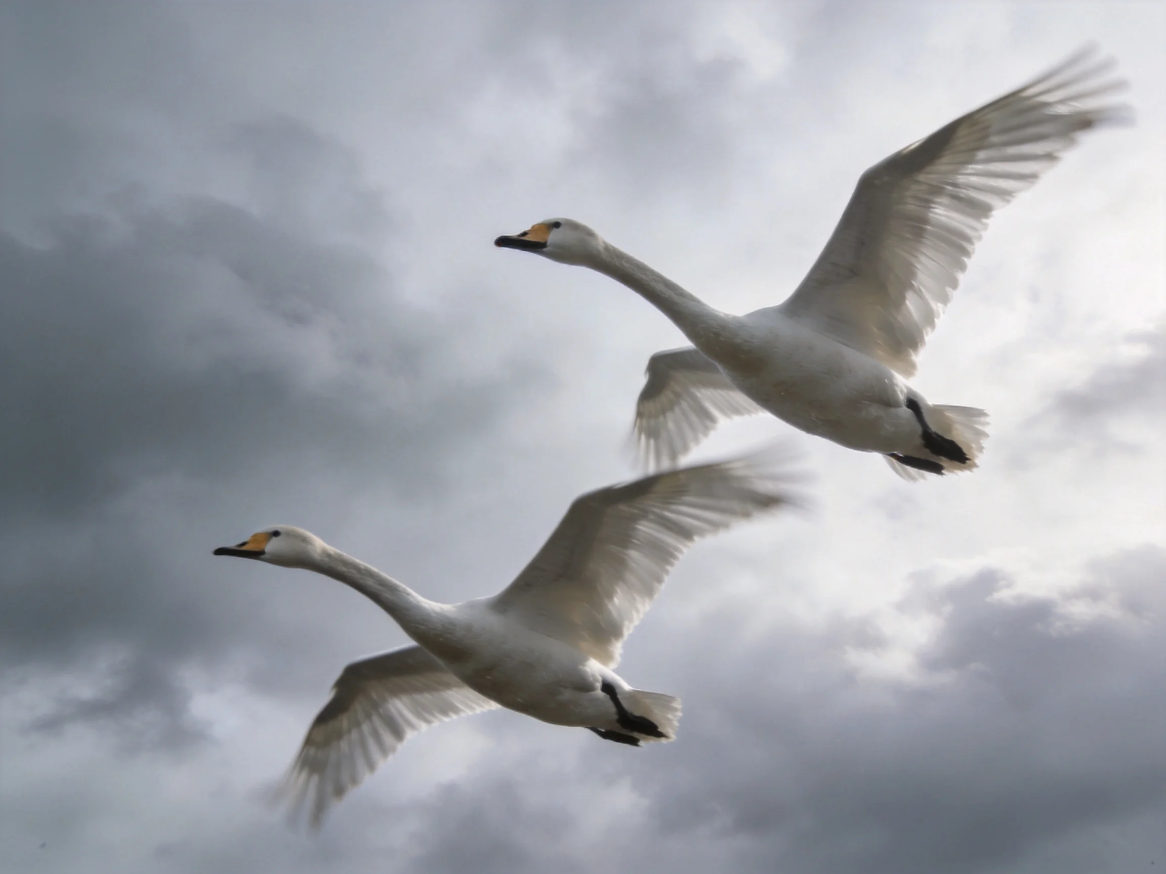 Two white swans soaring through a moody, cloud-draped sky.