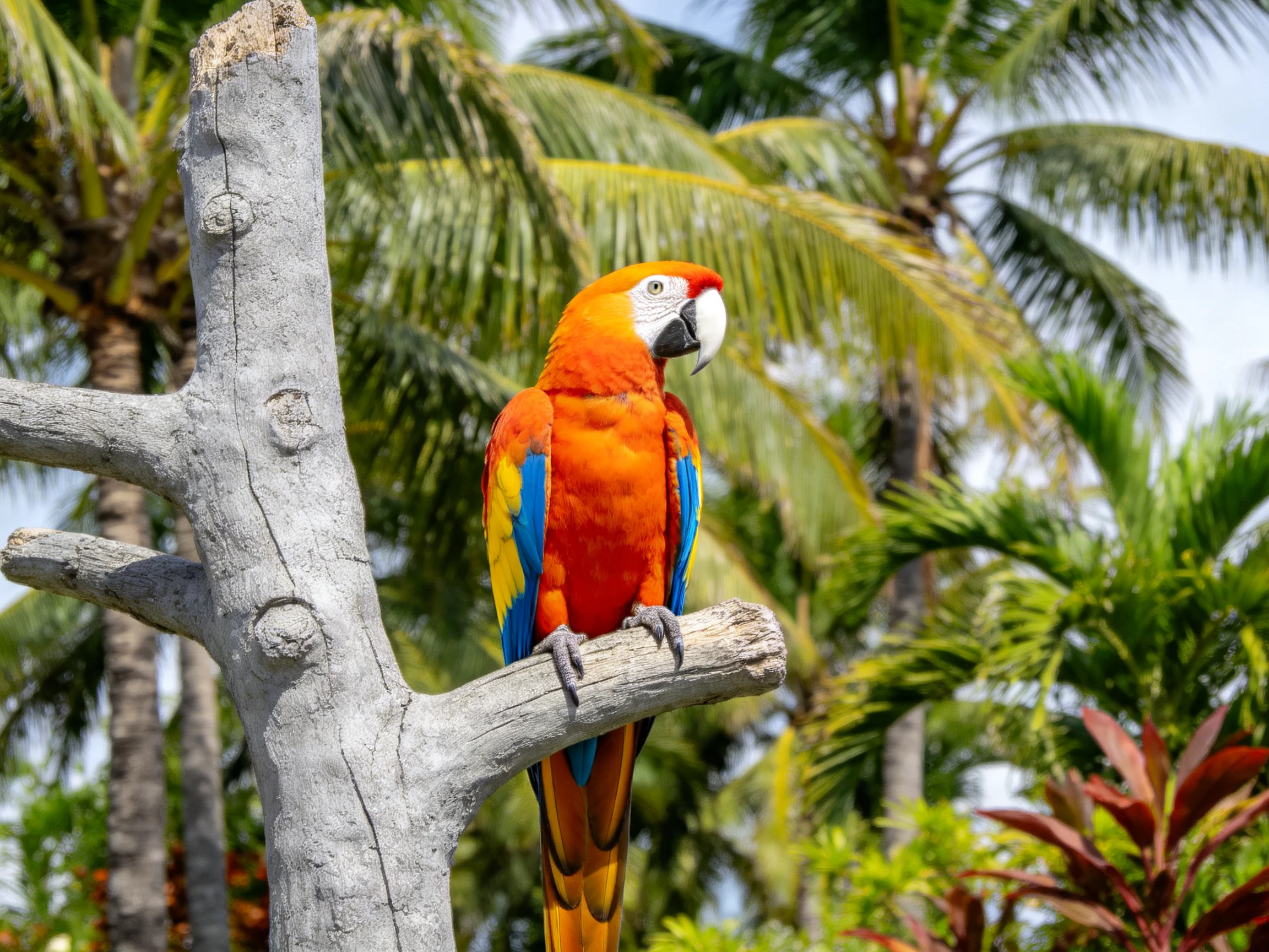Vibrant Scarlet Macaw Perched on Weathered Tree Branch