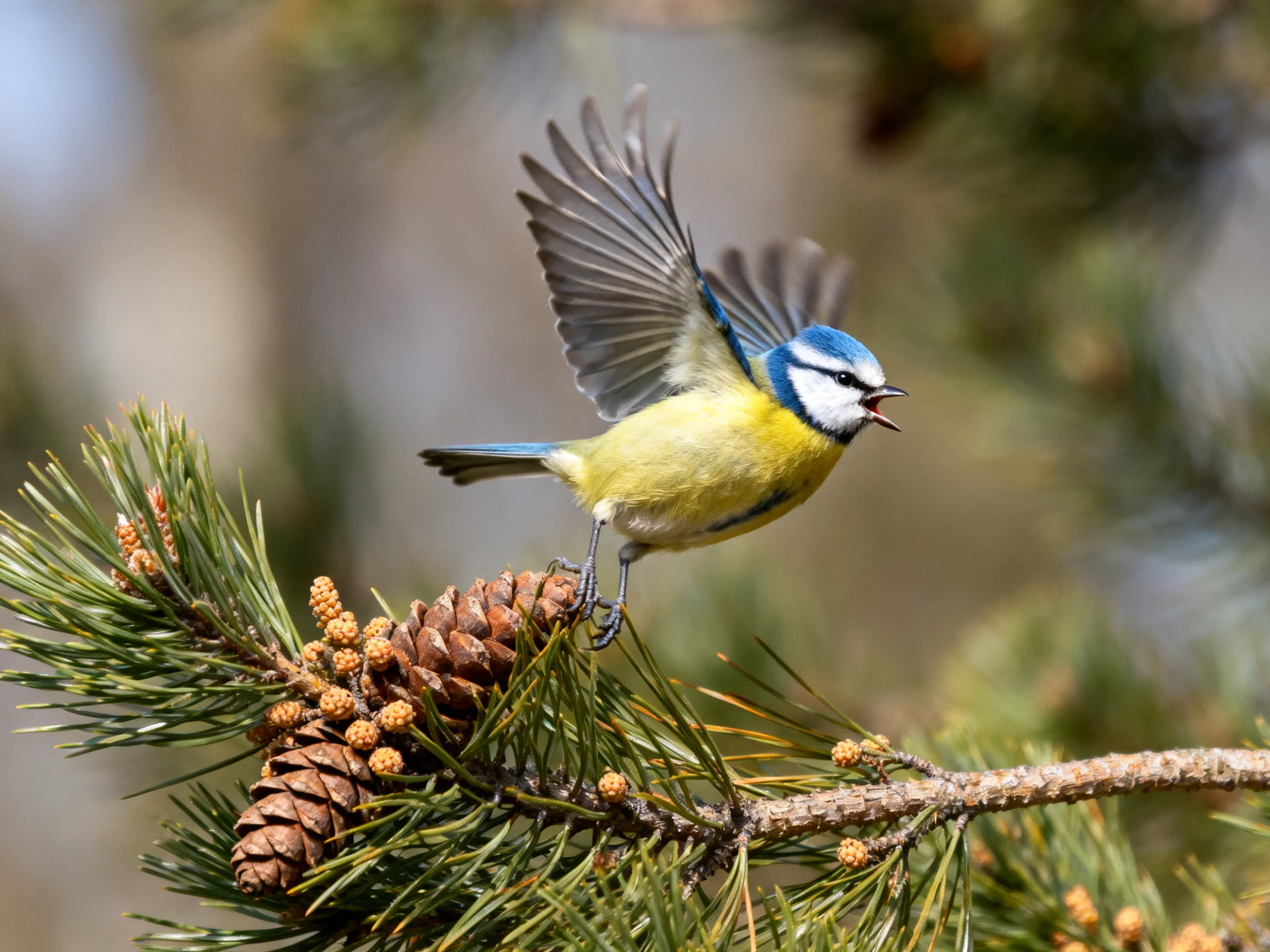 A colorful bird is on a pine branch with cones.